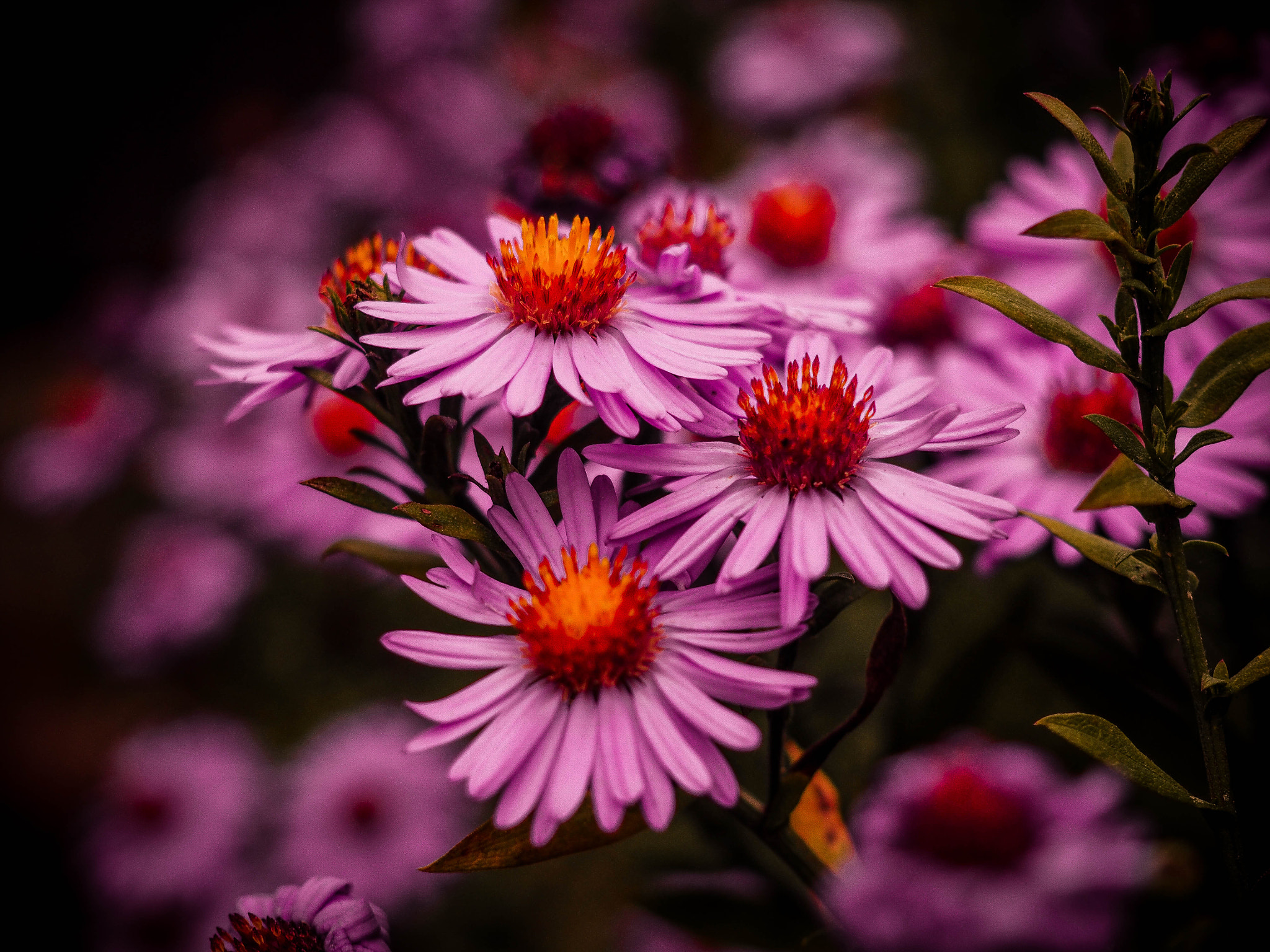 Olympus M.Zuiko Digital 14-42mm F3.5-5.6 II R sample photo. Asters photography