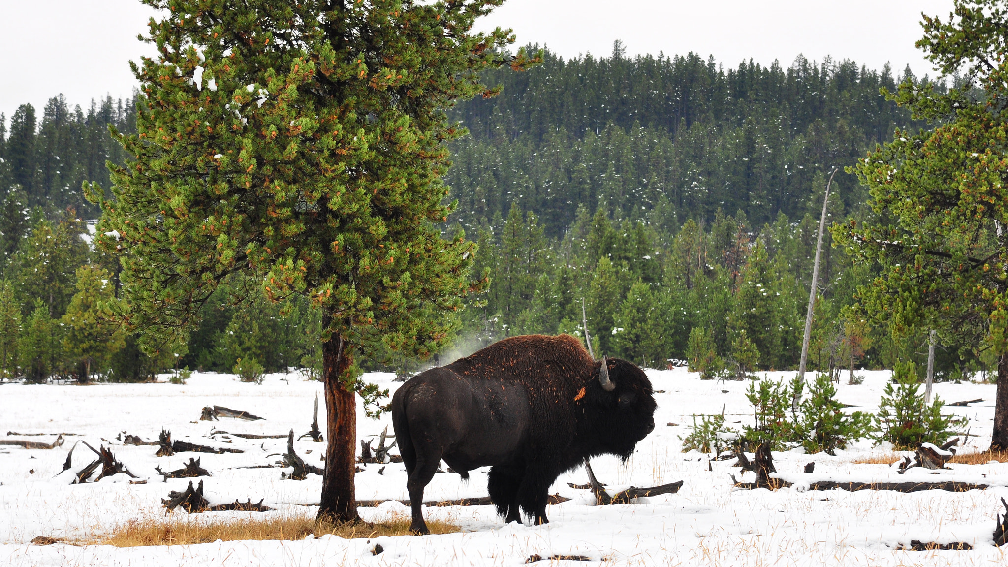 Nikon AF-S Nikkor 24-120mm F4G ED VR sample photo. Bison in yellowstone photography