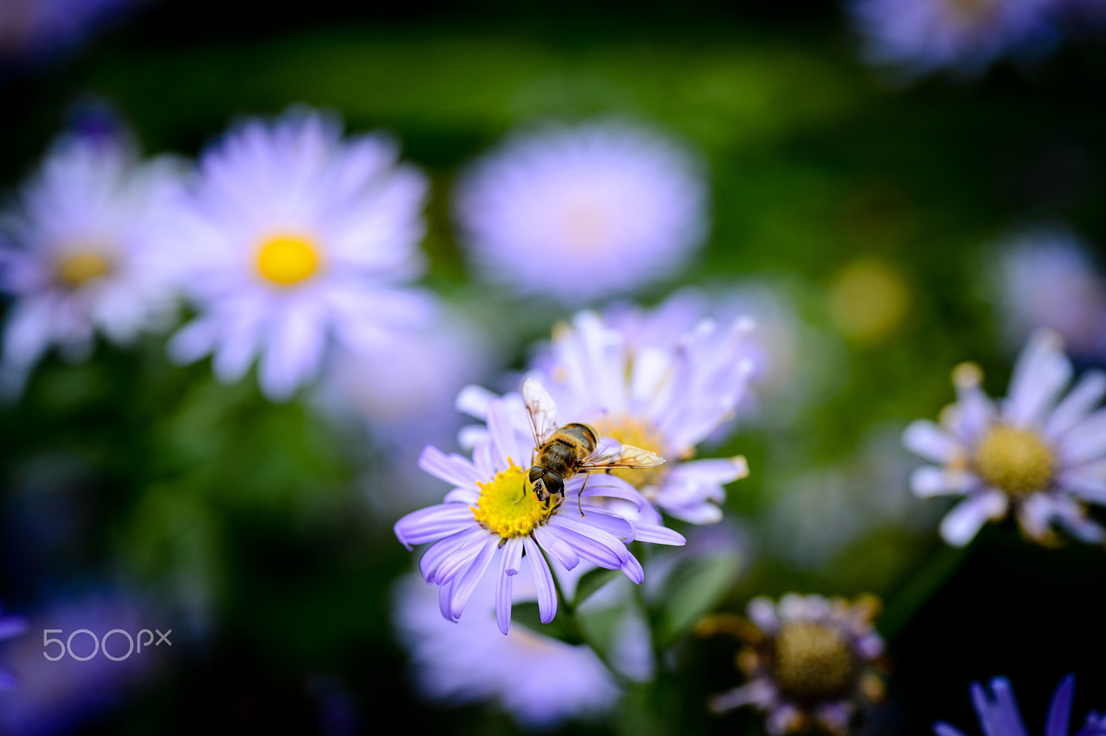 Nikon Df sample photo. Busy photography