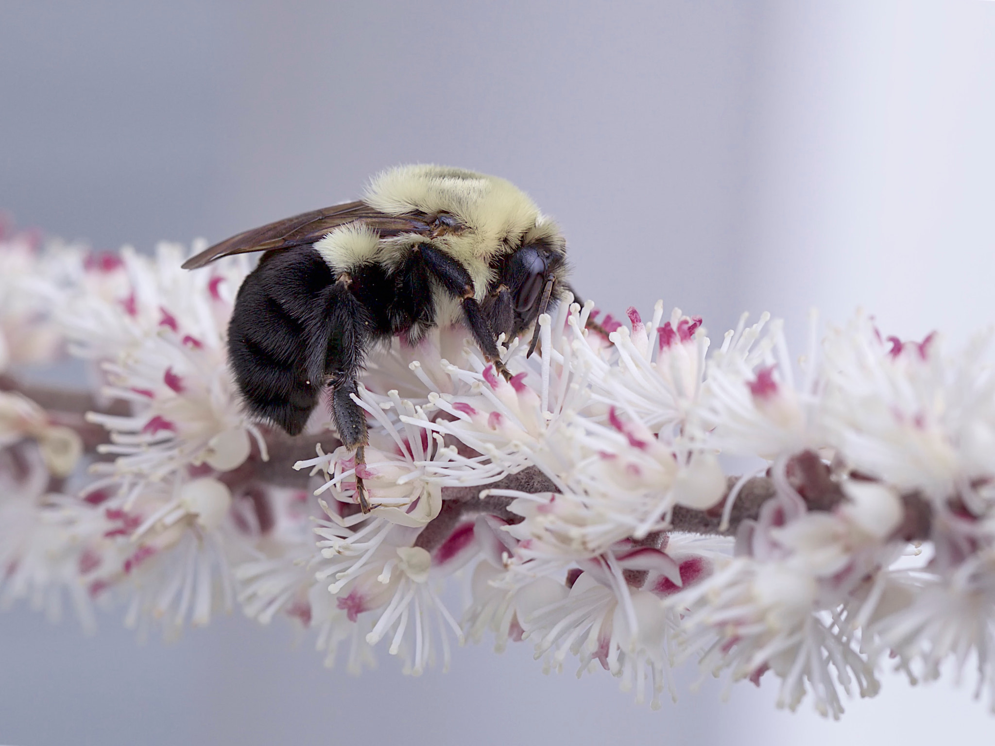 Canon EOS 6D + Canon EF 100mm F2.8L Macro IS USM sample photo. Fall work photography