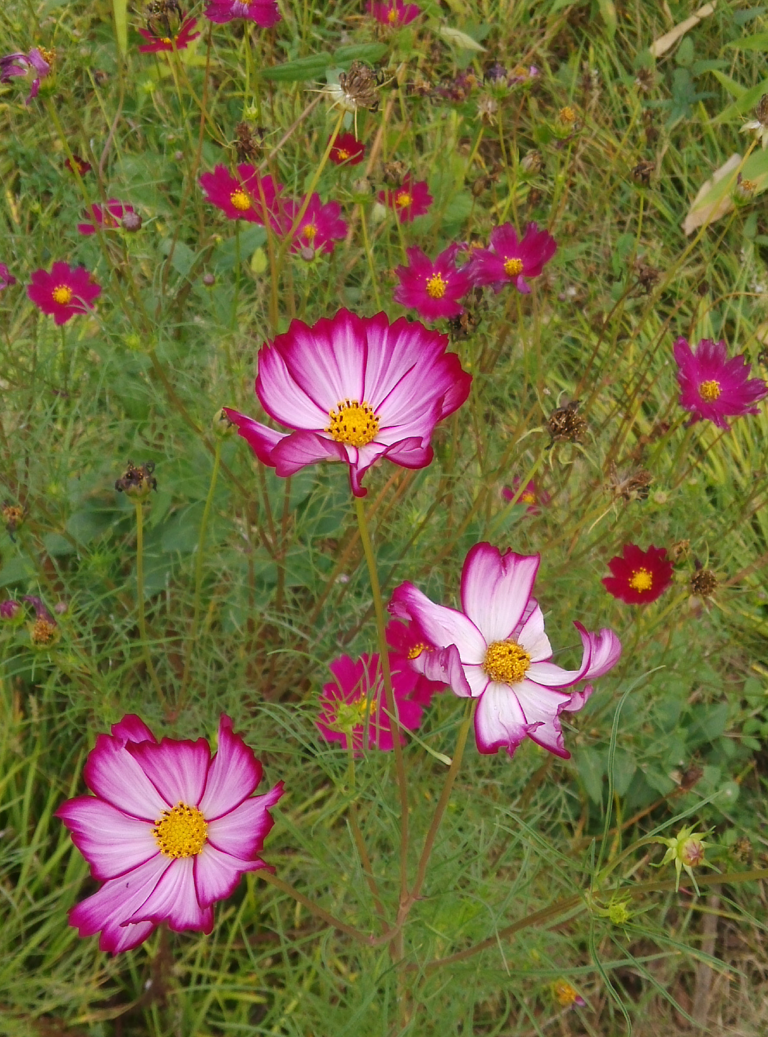 Xiaomi MI3 sample photo