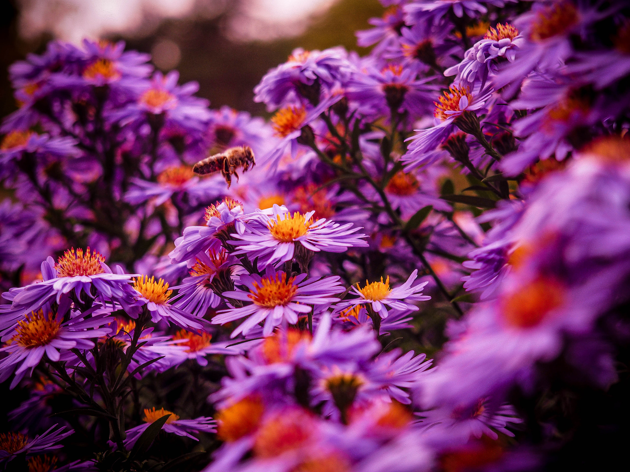 Olympus M.Zuiko Digital 14-42mm F3.5-5.6 II R sample photo. Replenishment photography