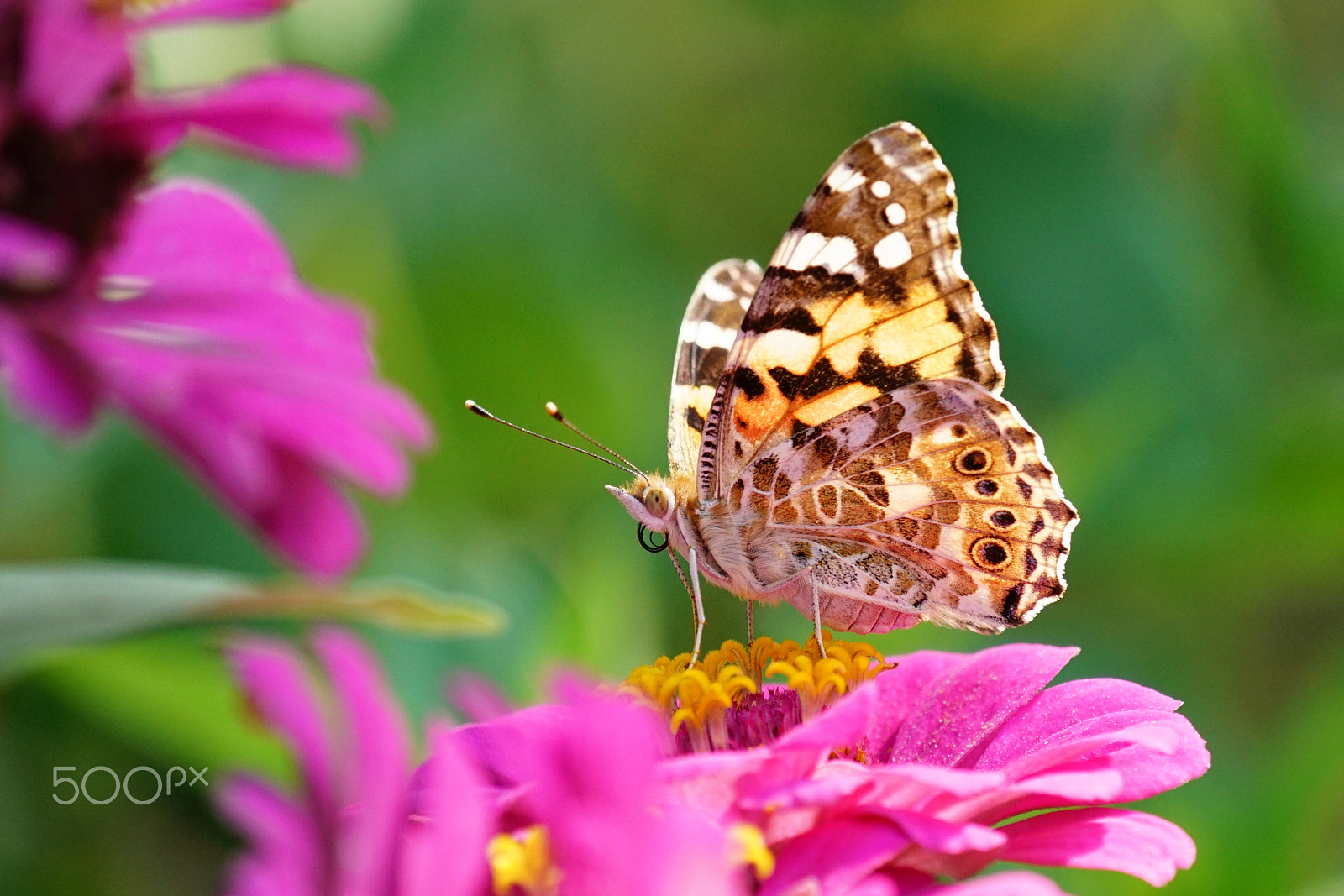 Sony a7R II + Sony 70-300mm F4.5-5.6 G SSM sample photo. Butterfly #3 photography