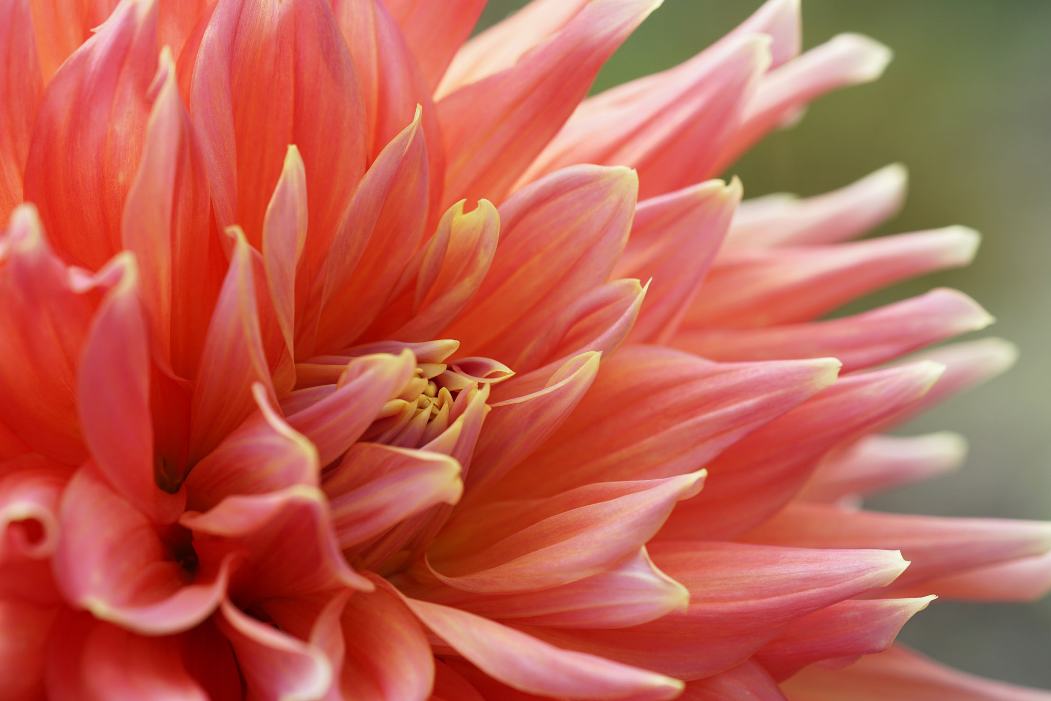 Sony a6000 + Sony FE 90mm F2.8 Macro G OSS sample photo. Dahlia photography