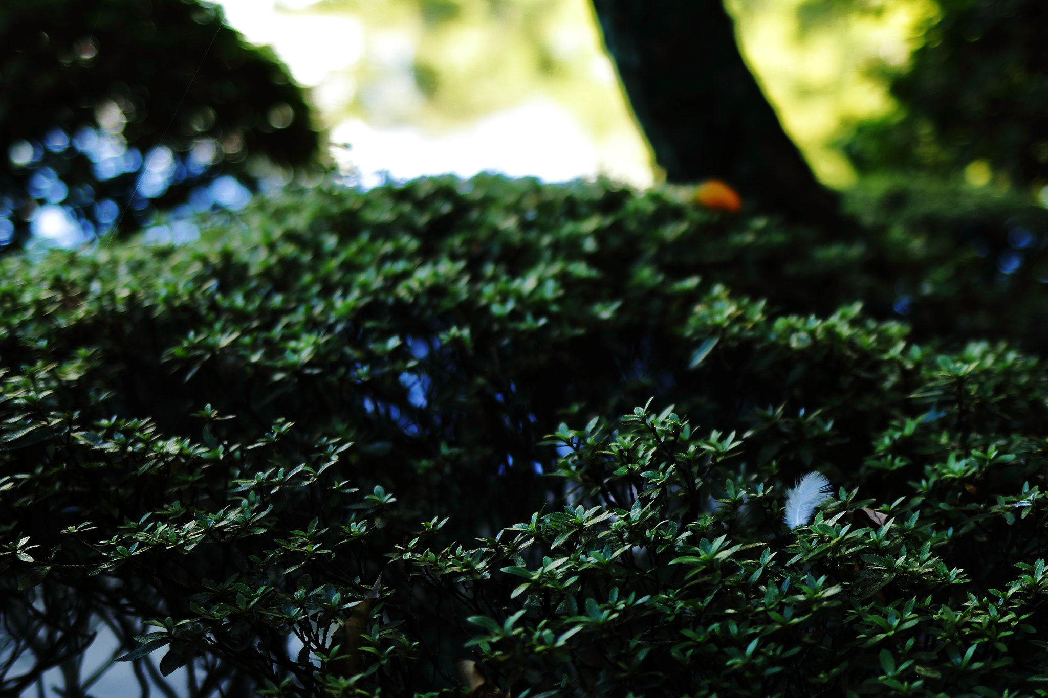 Canon EOS 70D + Canon EF 35mm F2 IS USM sample photo. Angel has left photography