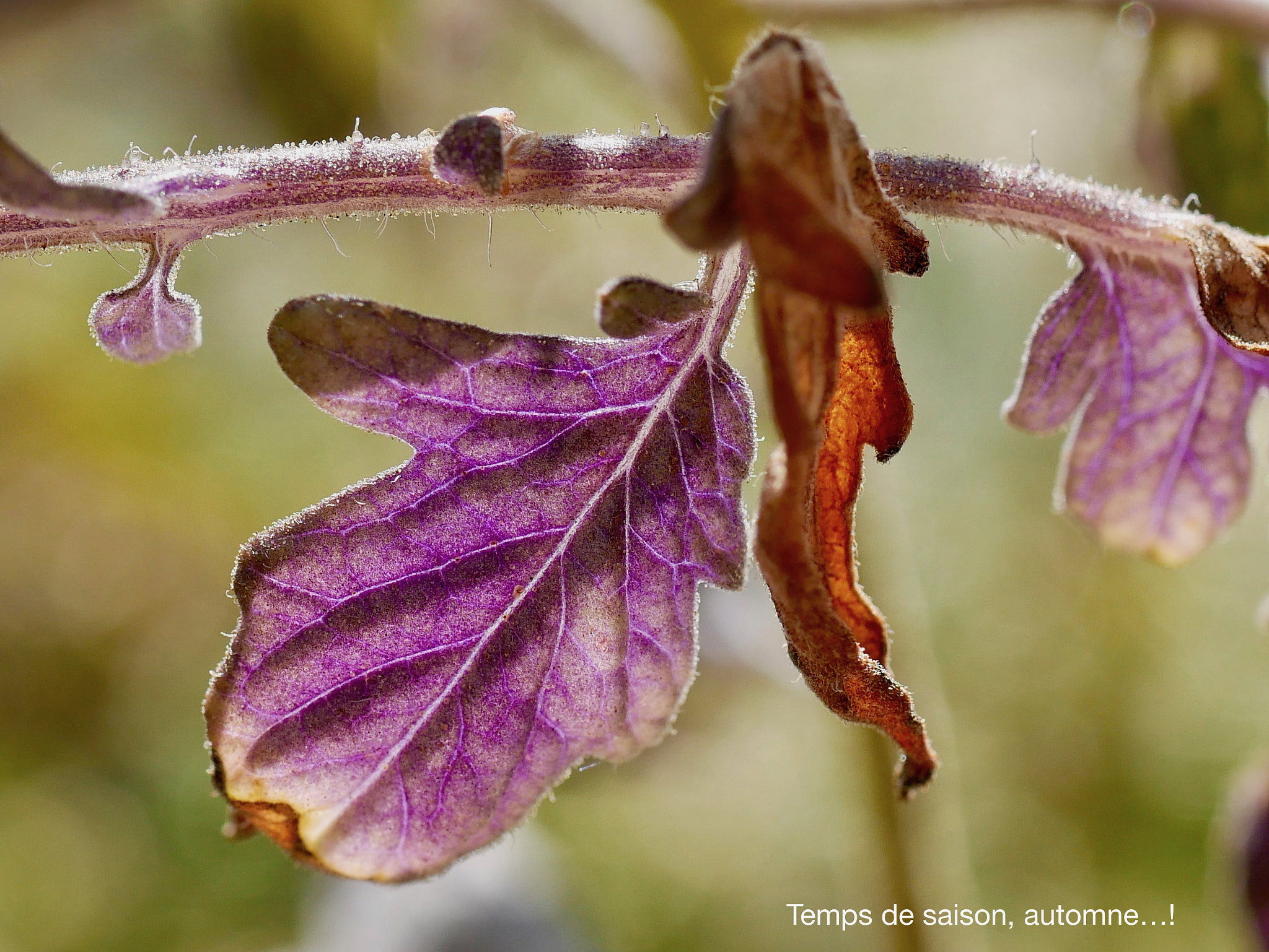 Panasonic DMC-G70 + Panasonic Lumix G Macro 30mm F2.8 ASPH Mega OIS sample photo. D'automne...! photography