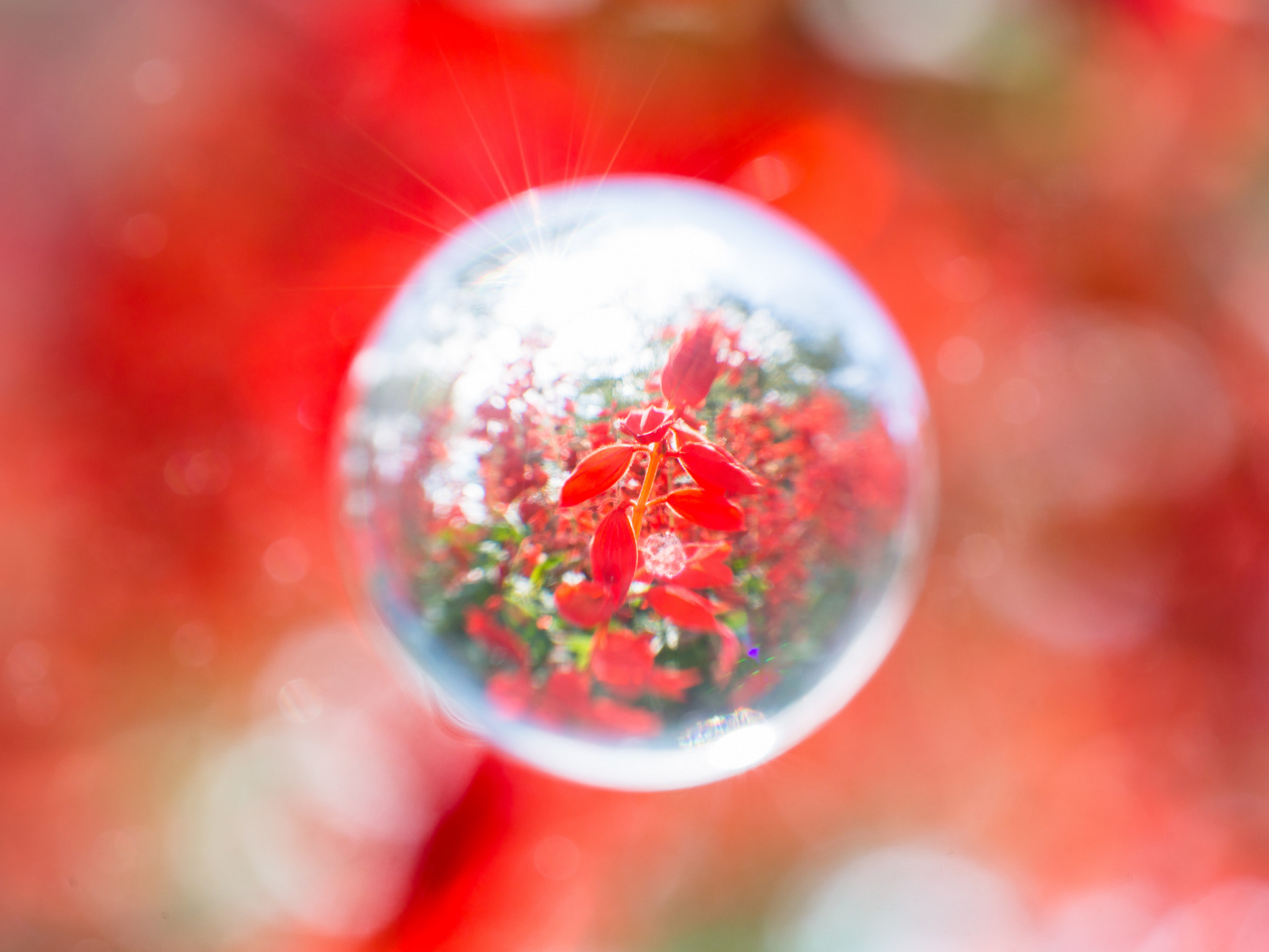Nikon AF-S Micro-Nikkor 60mm F2.8G ED sample photo. Soradama lense photography