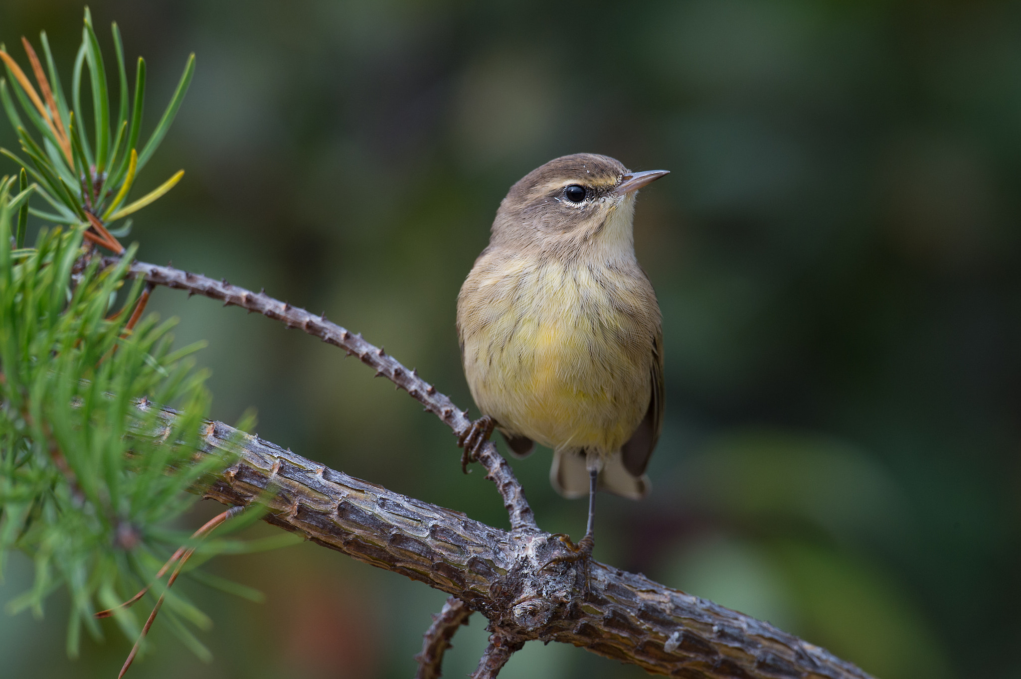 Nikon AF-S Nikkor 800mm F5.6E FL ED VR sample photo. Paruline a couronne rousse, setophaga palmarum, palm warbler photography