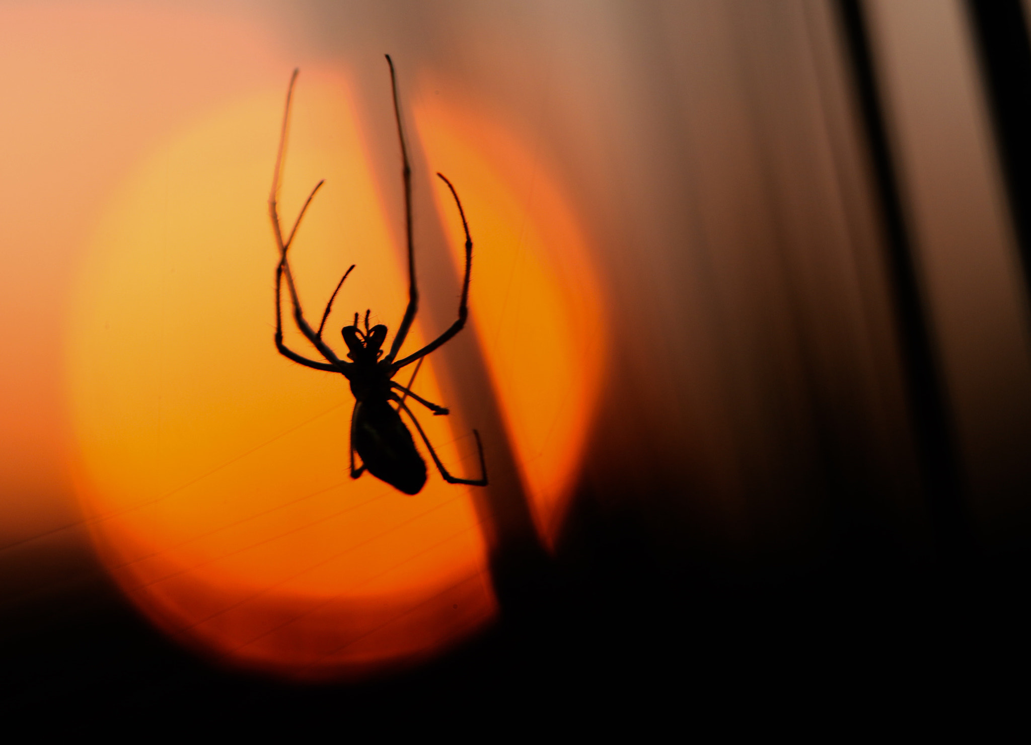 Canon EOS 70D + Canon EF 100mm F2.8L Macro IS USM sample photo. Sunset photography