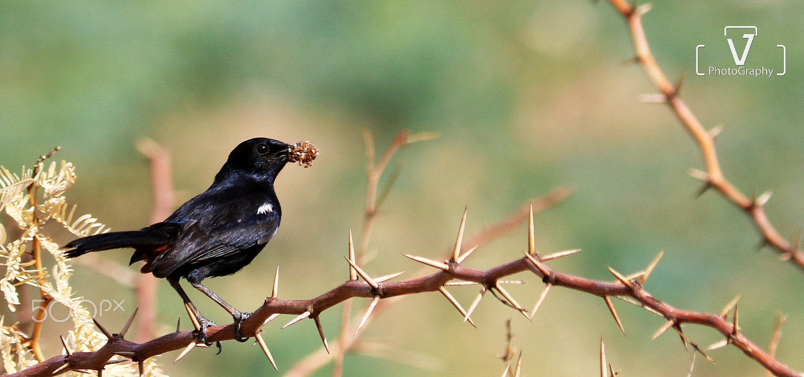 Canon EOS 750D (EOS Rebel T6i / EOS Kiss X8i) sample photo. Black beauty photography