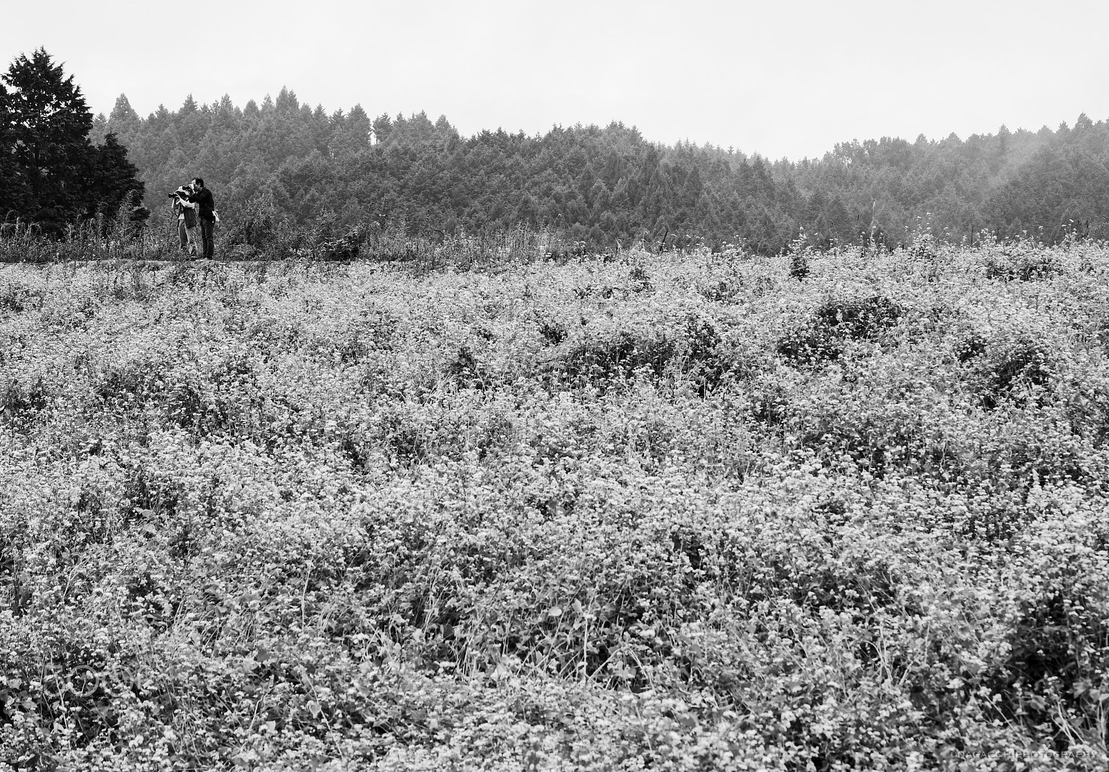 Fujifilm X-Pro2 sample photo. Buckwheat field photography