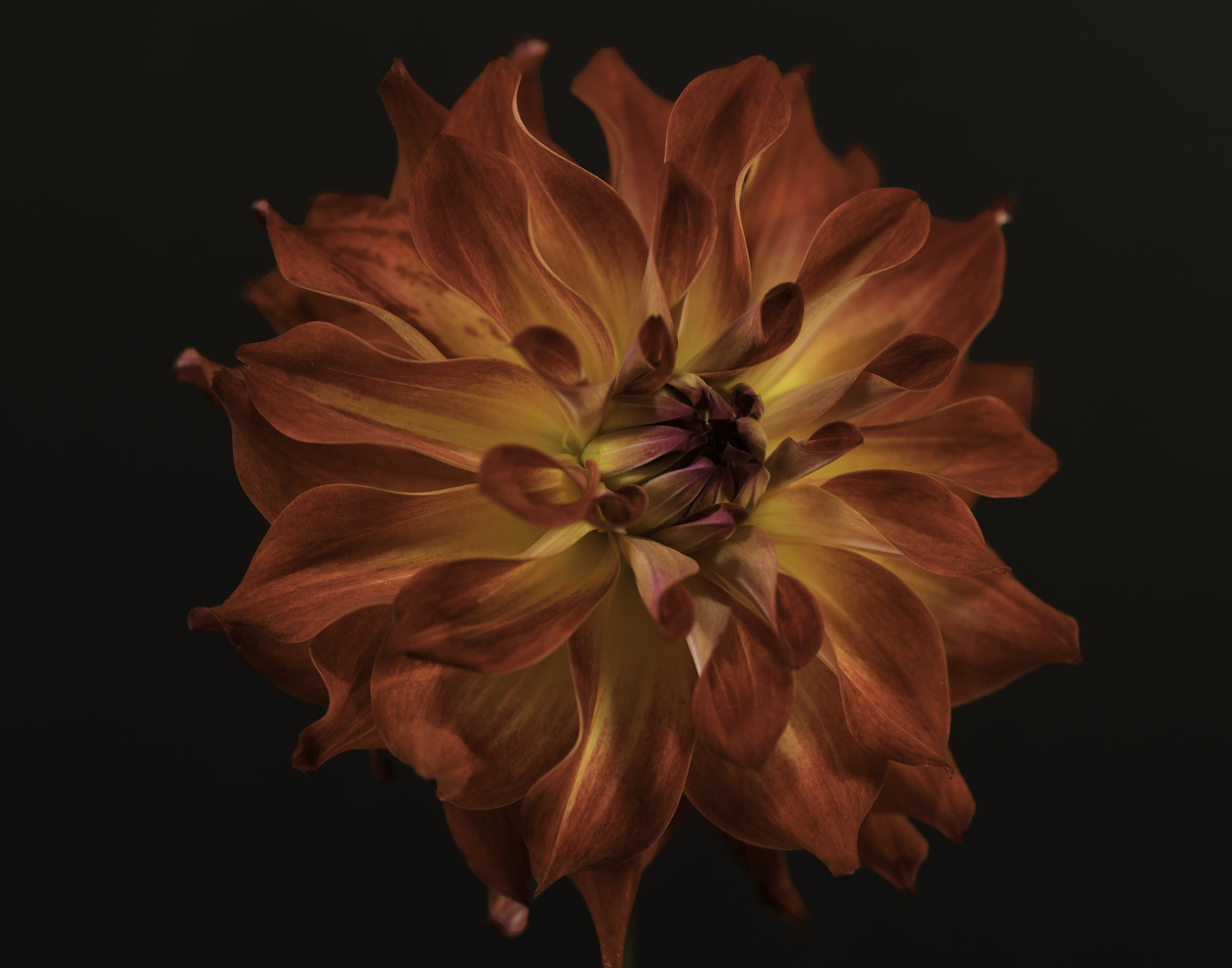 Sony a7 sample photo. Flaming dahlia. photography