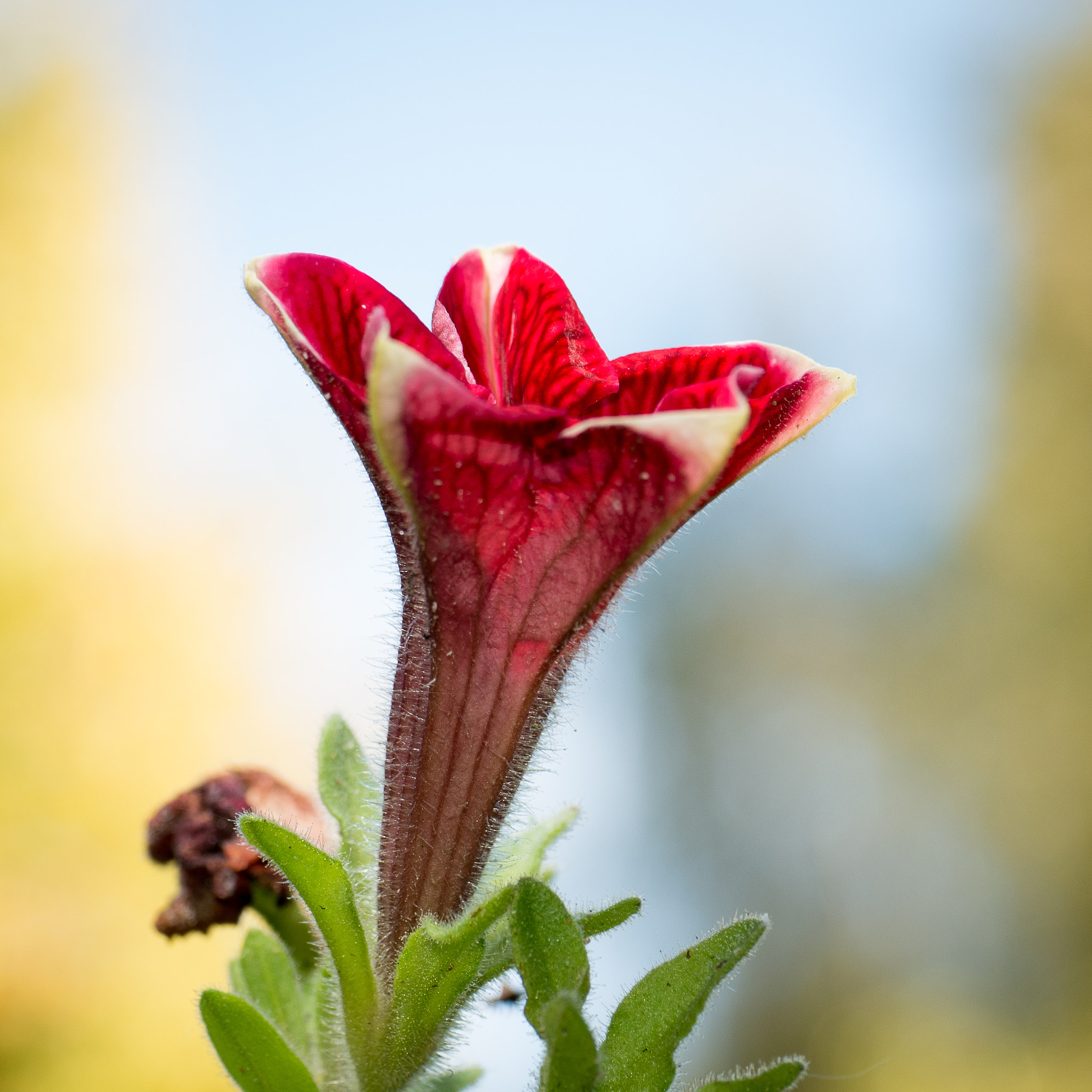 Panasonic Leica DG Macro-Elmarit 45mm F2.8 ASPH OIS sample photo. Red petunia. photography