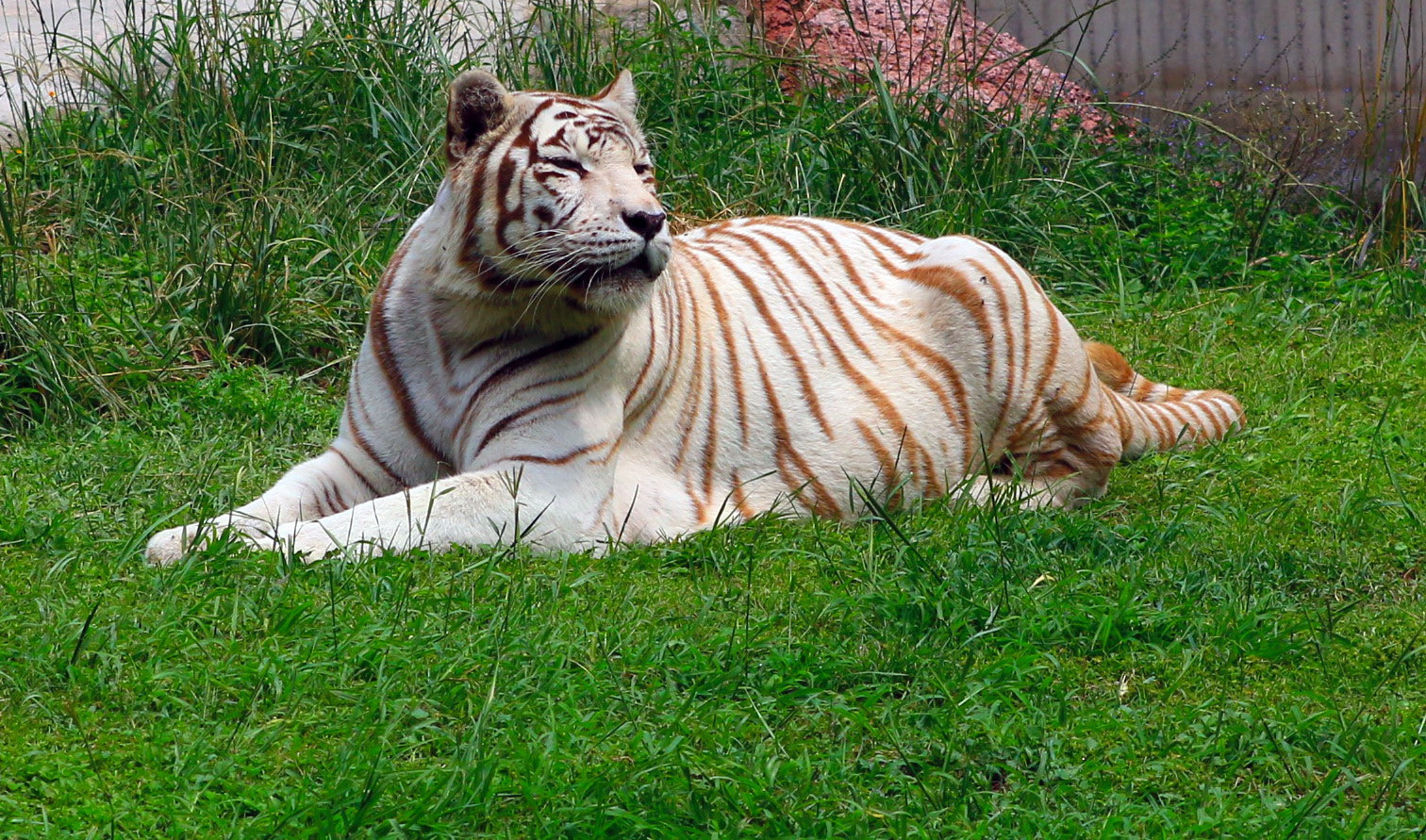 Canon EF 75-300mm f/4-5.6 USM sample photo. Panthera tigris photography
