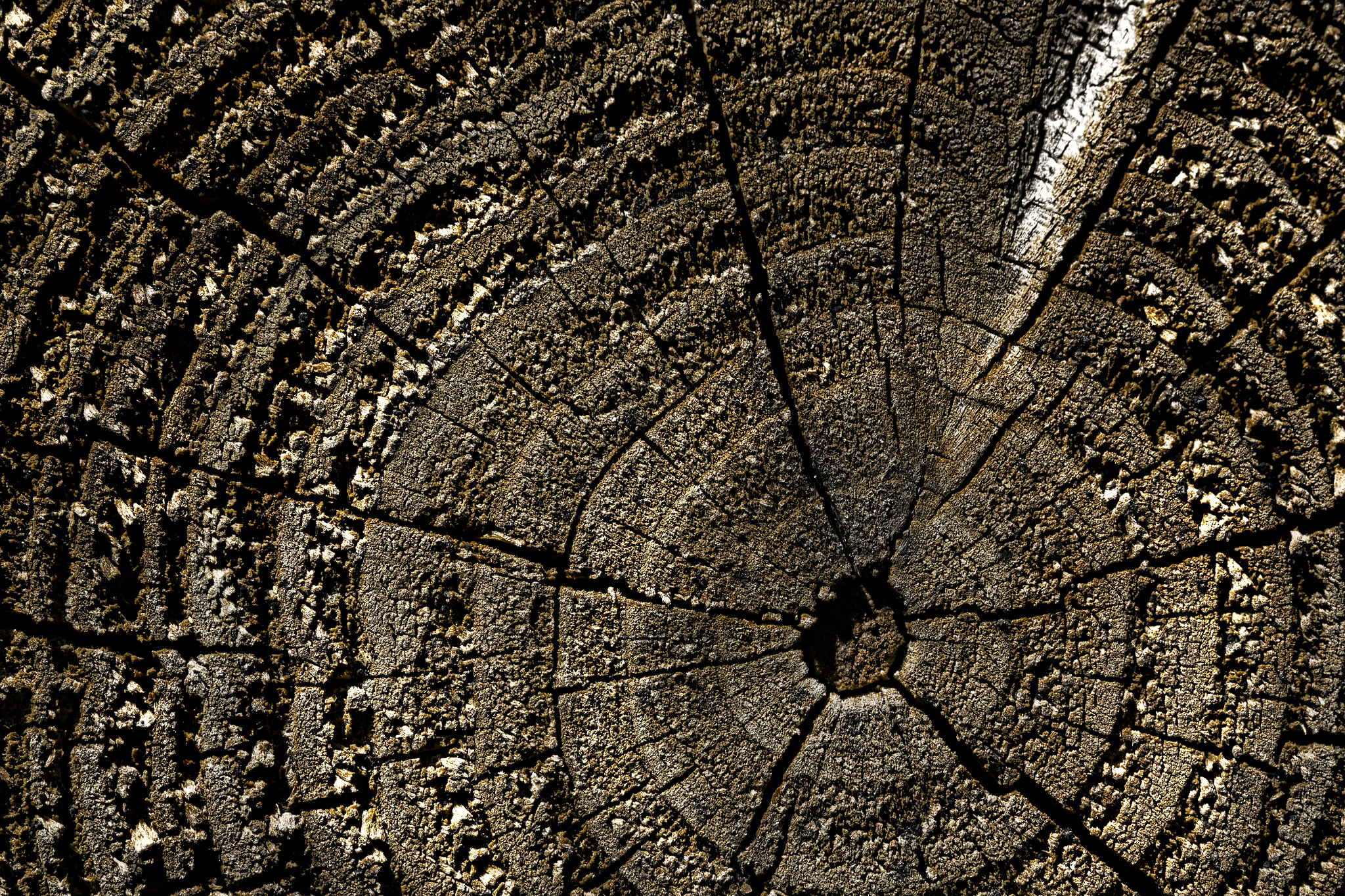 Canon EF 100mm F2.8L Macro IS USM sample photo. End cut photography