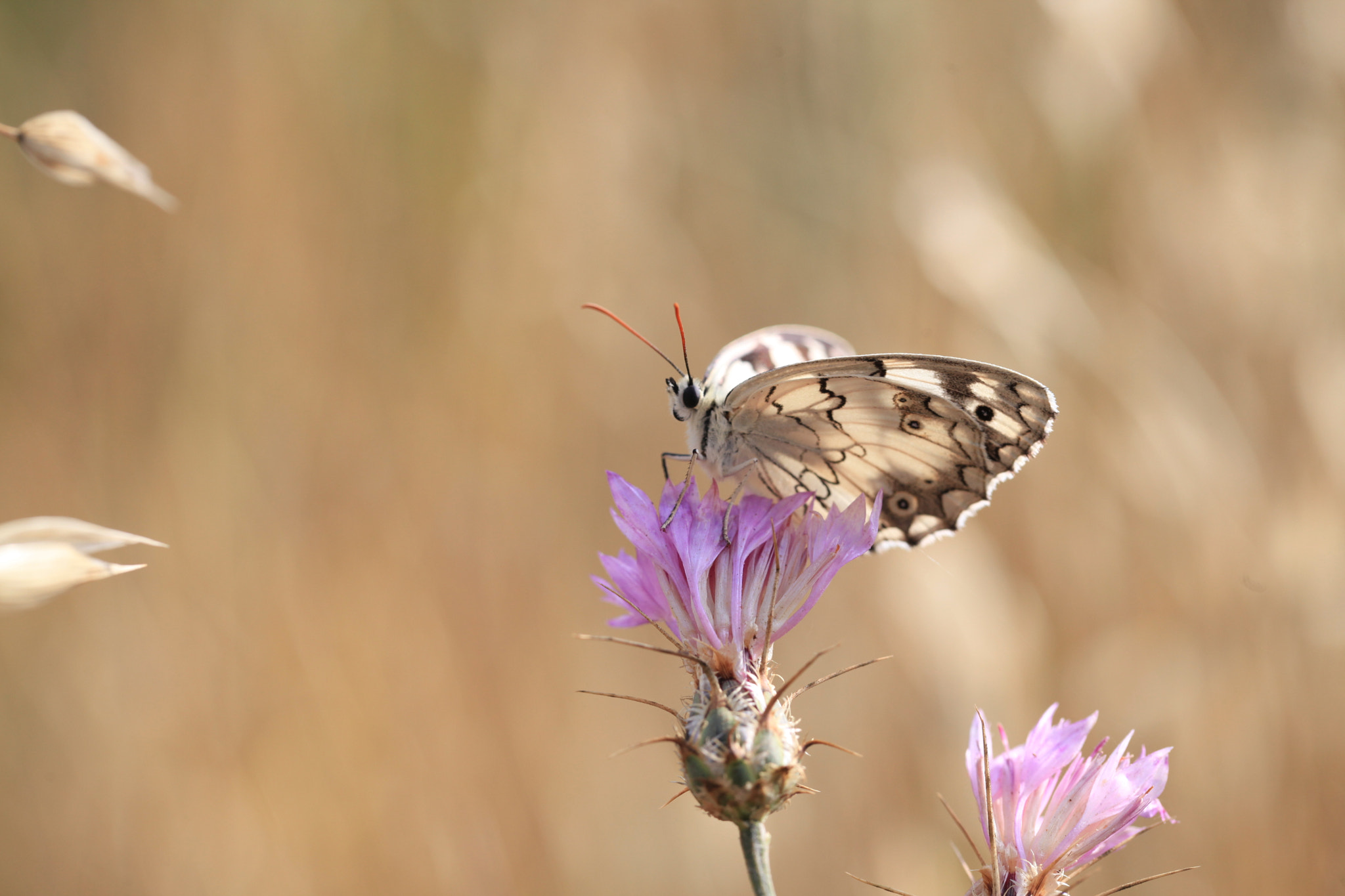 Canon EF 100mm F2.8L Macro IS USM sample photo. Img photography