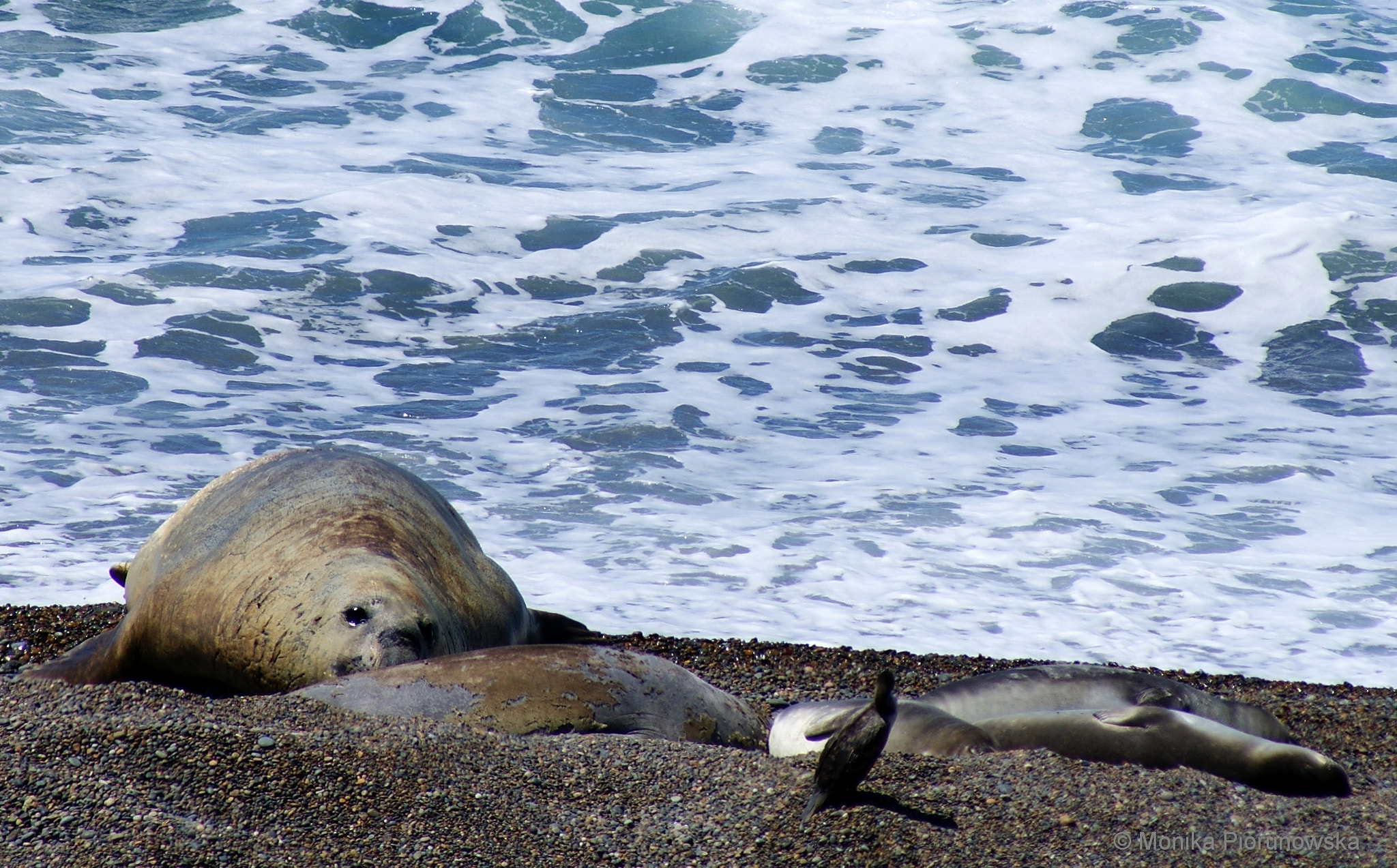 Sony Alpha DSLR-A300 sample photo. Elephant seal and his small harem photography