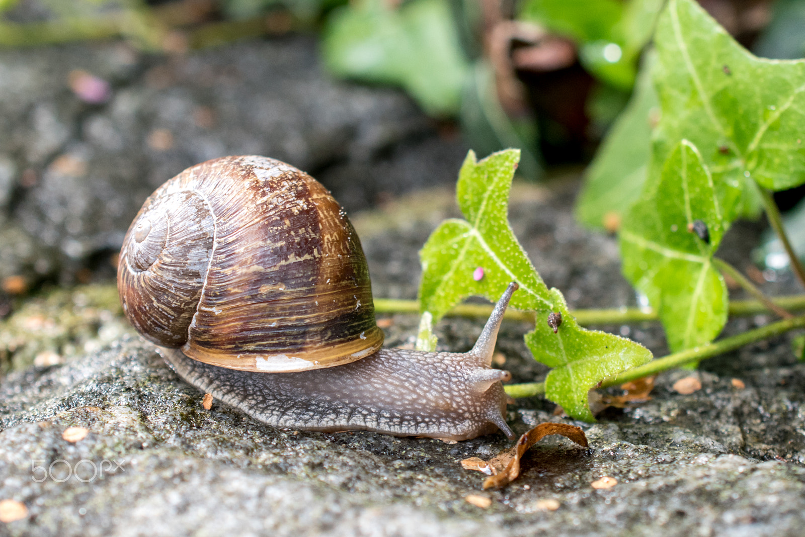 Nikon AF-S DX Micro Nikkor 40mm F2.8 sample photo. Schnecken und efeu photography
