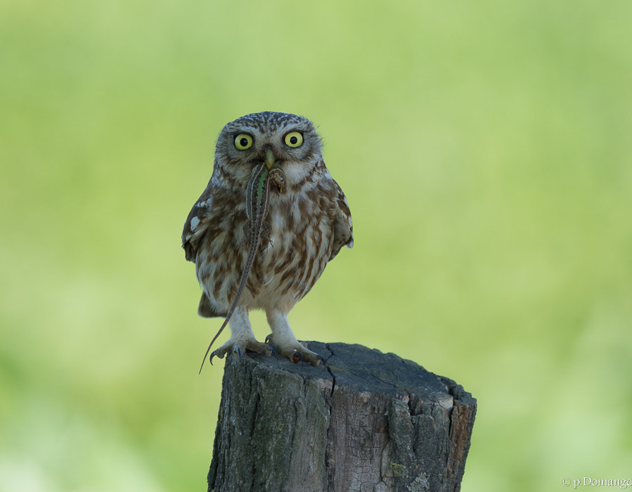 Nikon AF-S Nikkor 300mm F2.8G ED VR II sample photo. Dsc photography