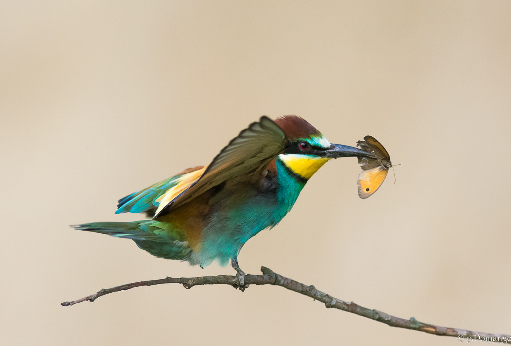 Nikon AF-S Nikkor 300mm F2.8G ED VR II sample photo. Dsc photography
