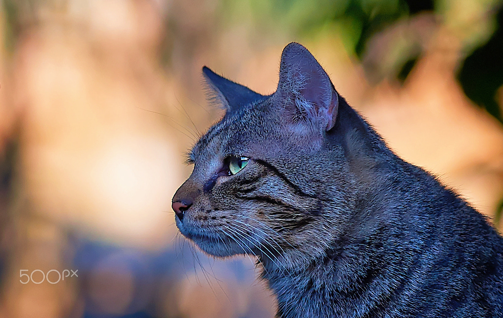 Sony a99 II sample photo. Tiger spot beaver photography