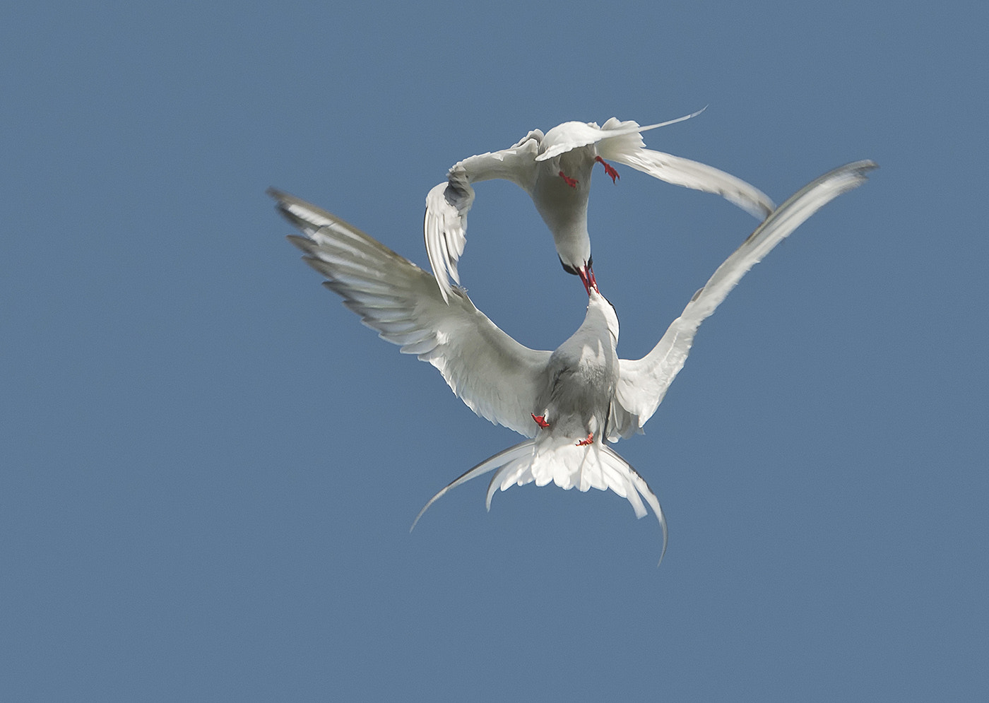Nikon D800 sample photo. Arctic terns- beak to beak photography