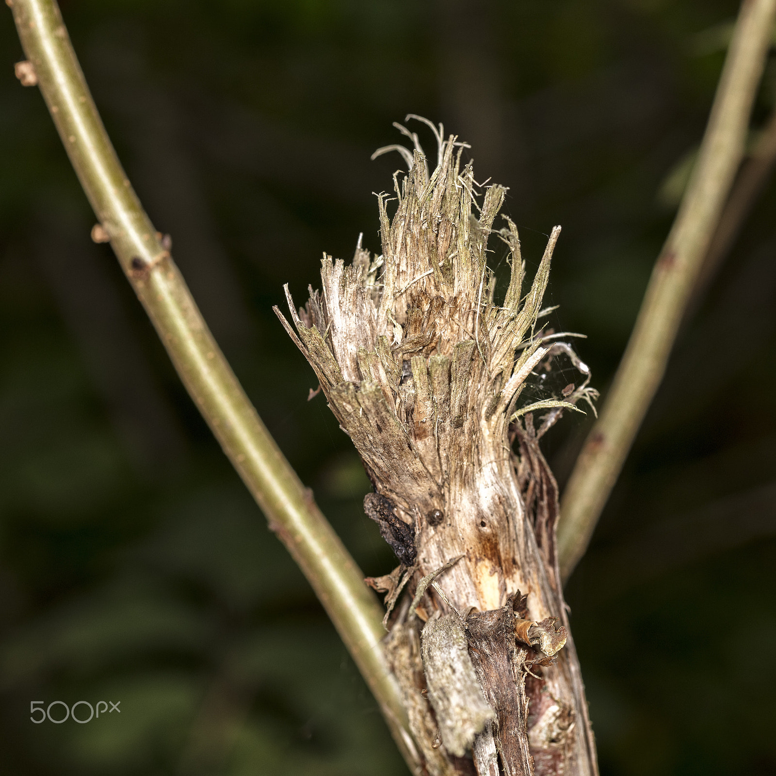 Canon EF 100mm F2.8L Macro IS USM sample photo. Wooden bouquet photography