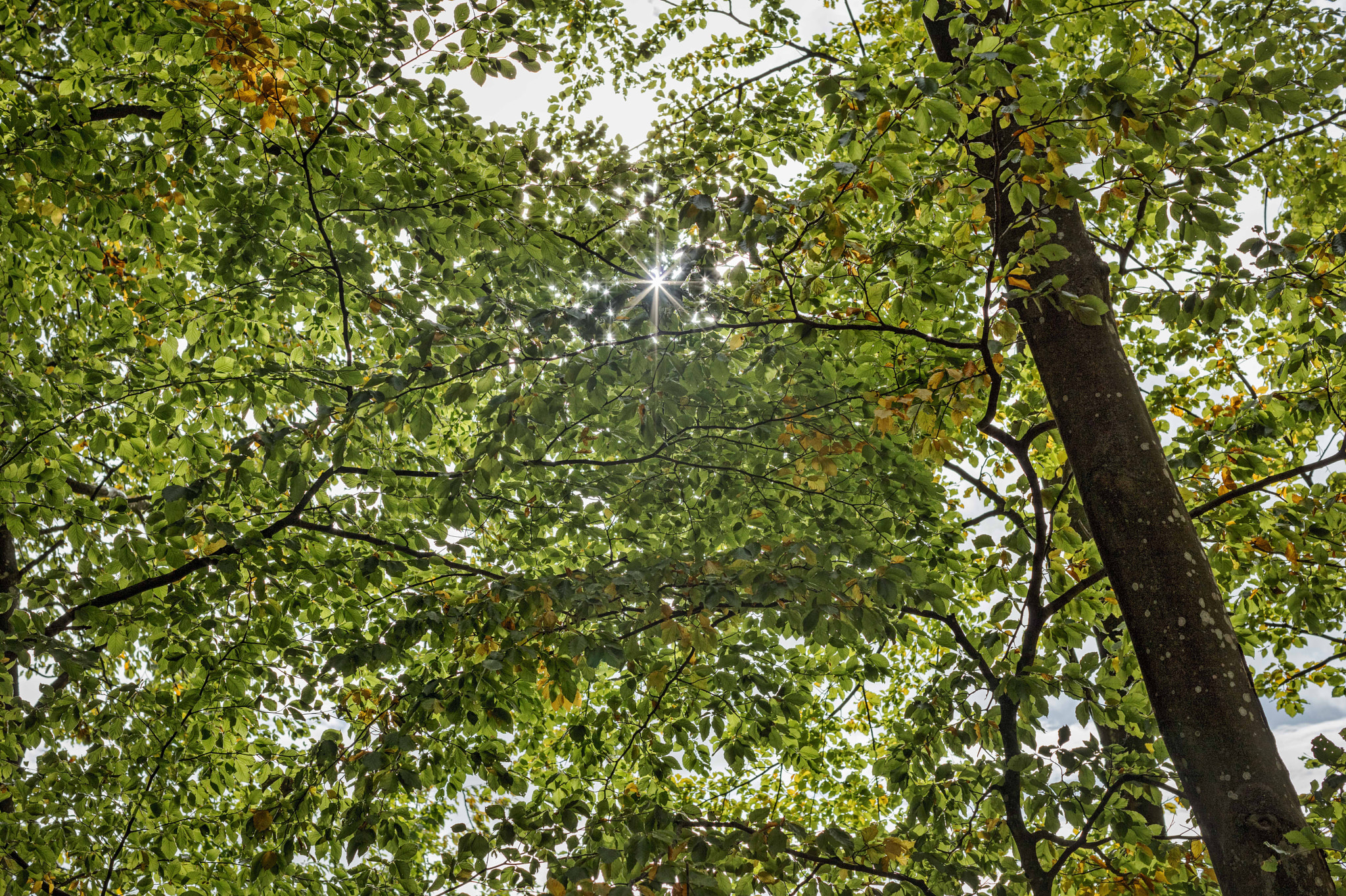 Canon EOS 5DS R + Canon EF 50mm F1.2L USM sample photo. Sun rays photography