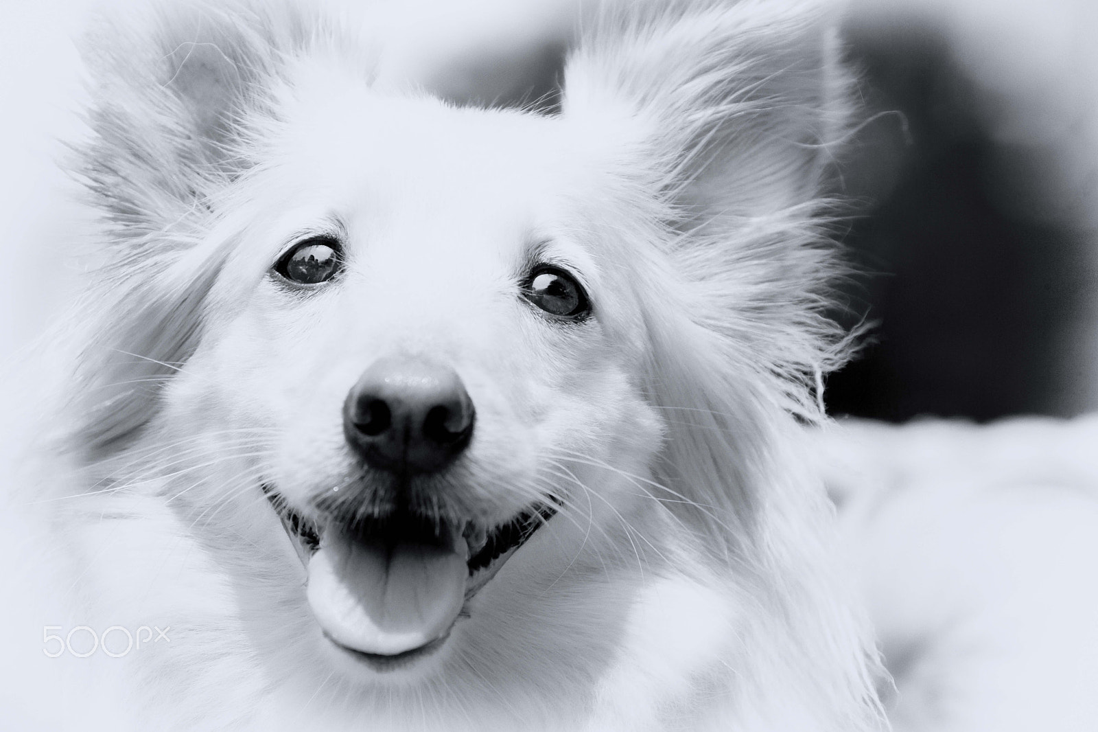 Canon EOS-1D Mark IV sample photo. Dogs photography