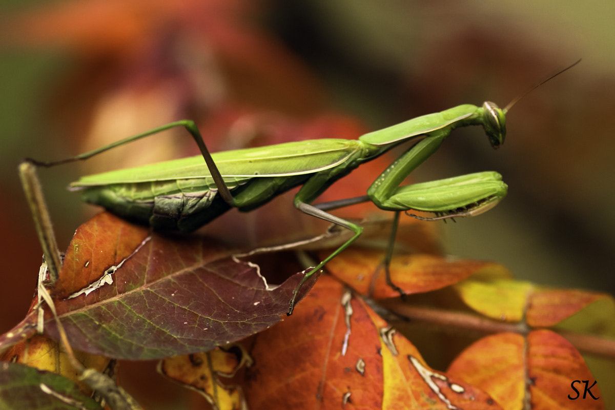 Canon EOS 700D (EOS Rebel T5i / EOS Kiss X7i) + Sigma 105mm F2.8 EX DG Macro sample photo. Praying mantis photography