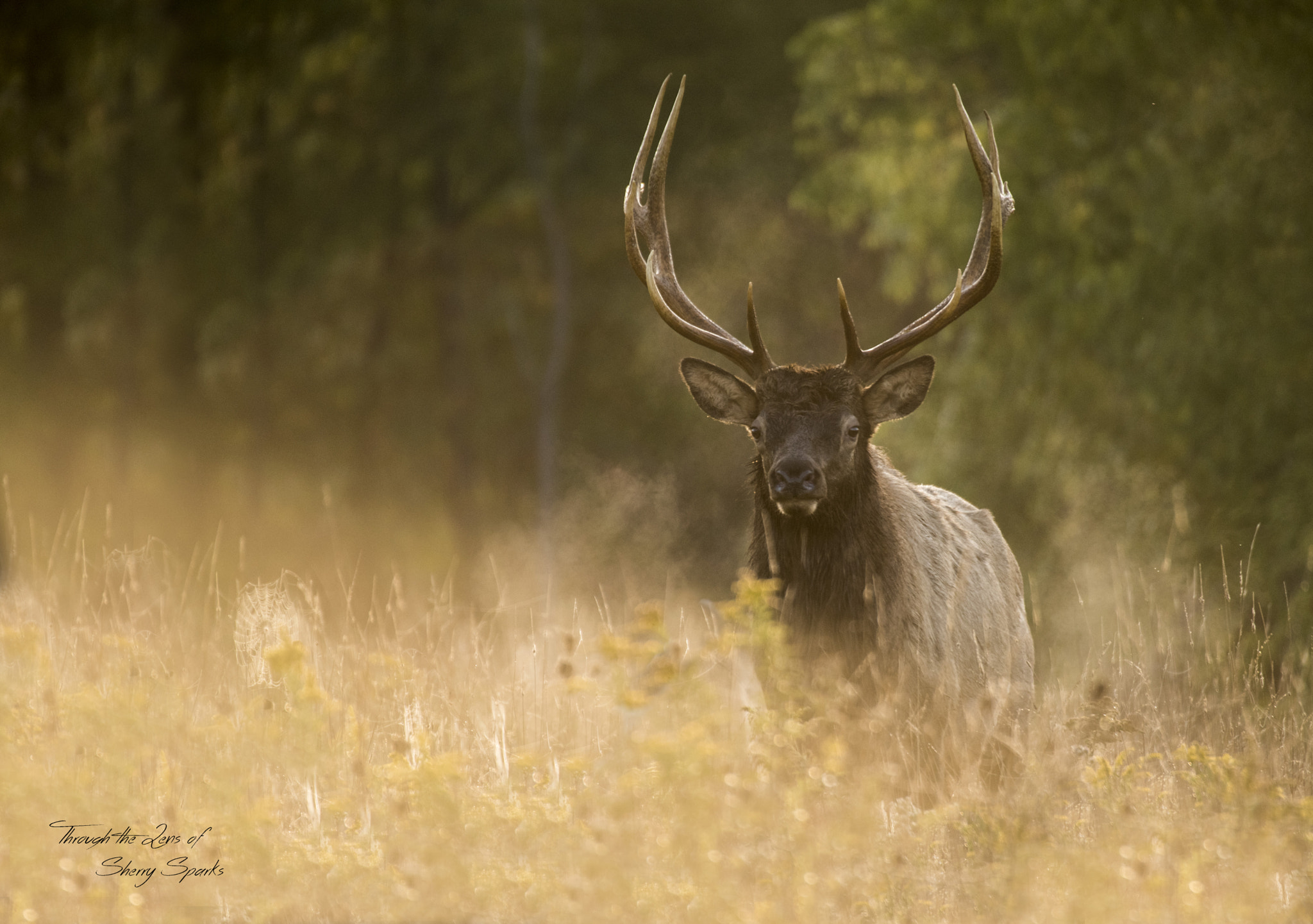 Sigma APO 170-500mm F5-6.3 Aspherical RF sample photo. Through the mist photography