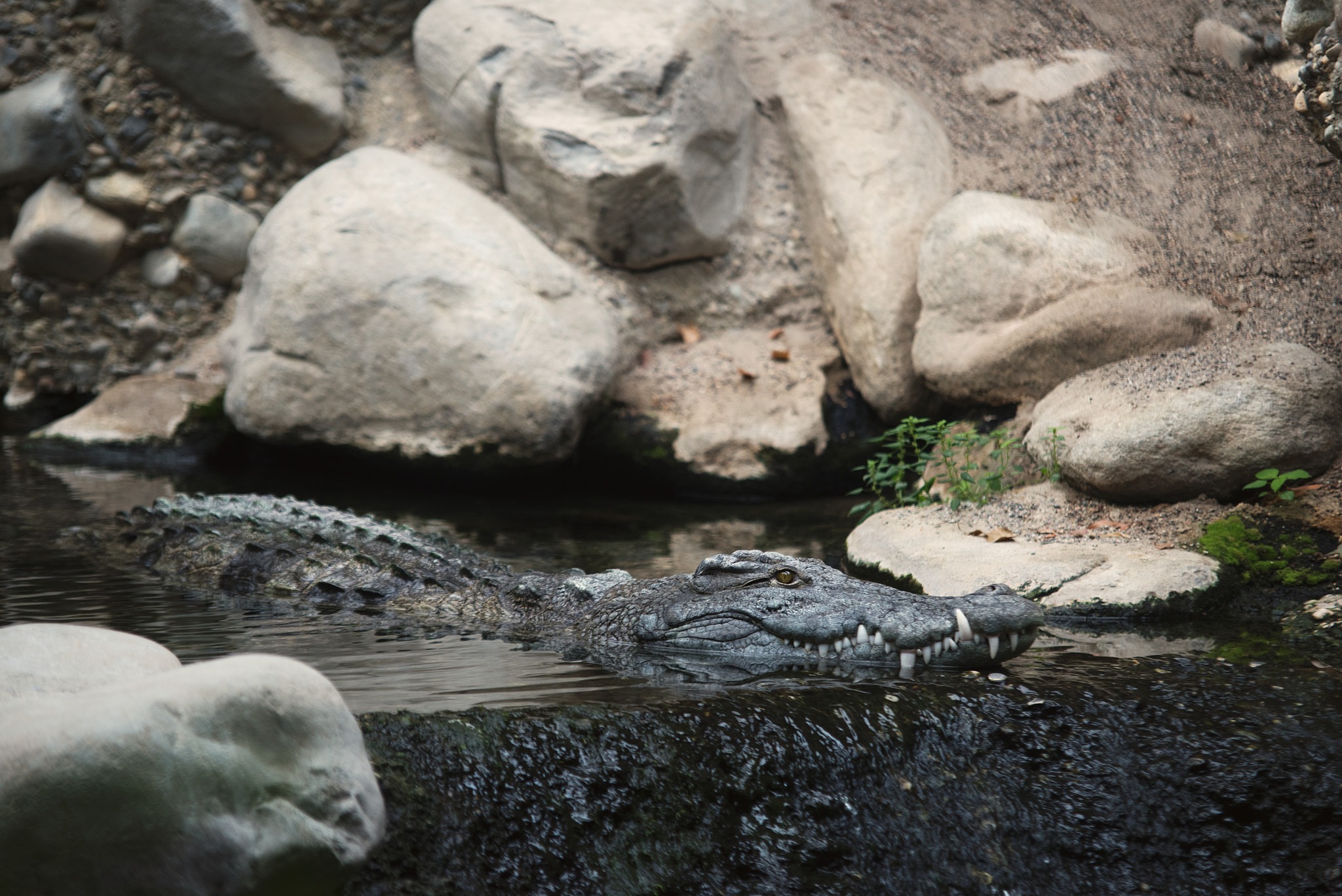 Nikon D810 sample photo. Crocodile photography