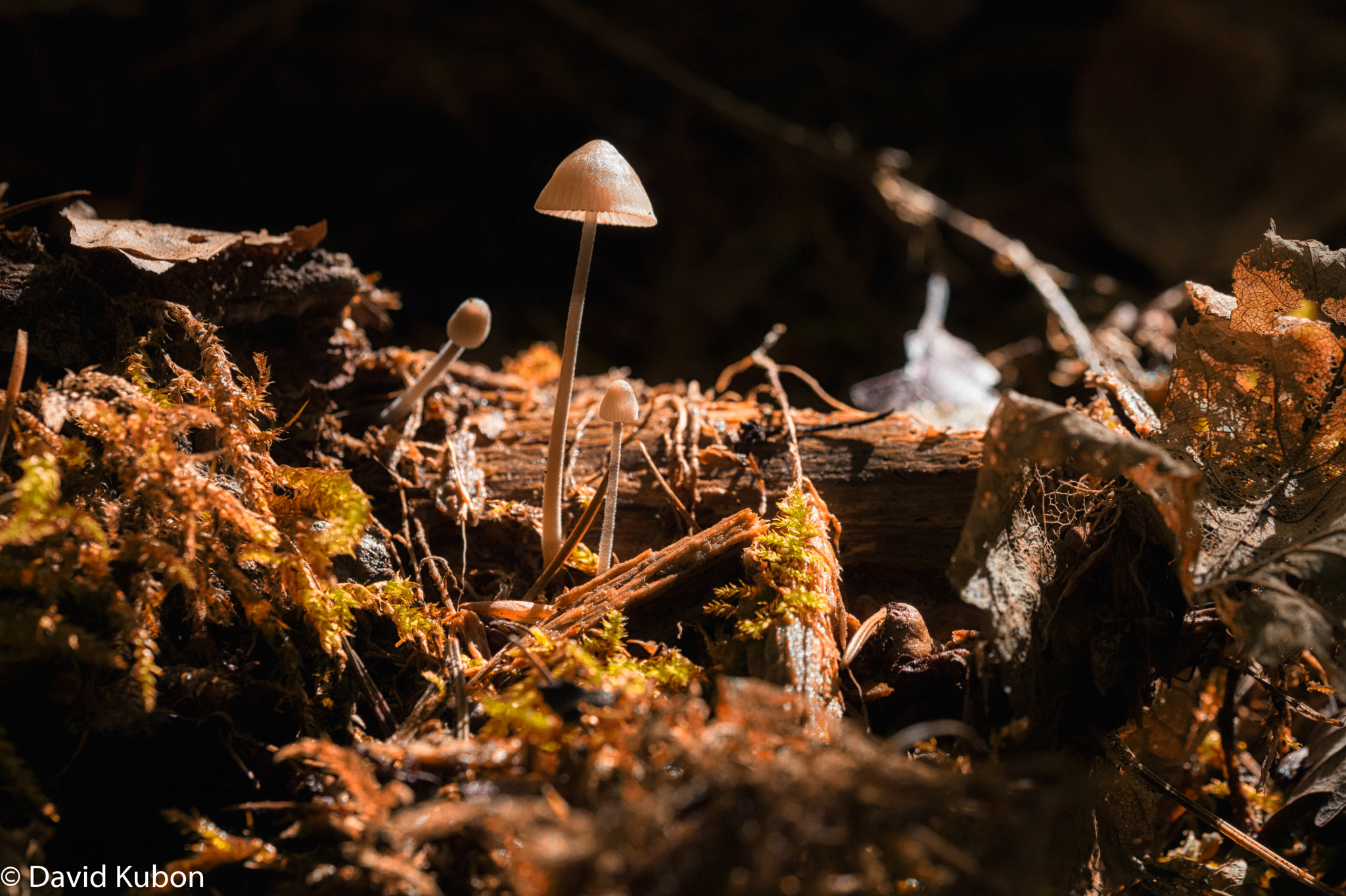 Sigma 105mm F2.8 EX DG OS HSM sample photo. Fall says "hello" photography