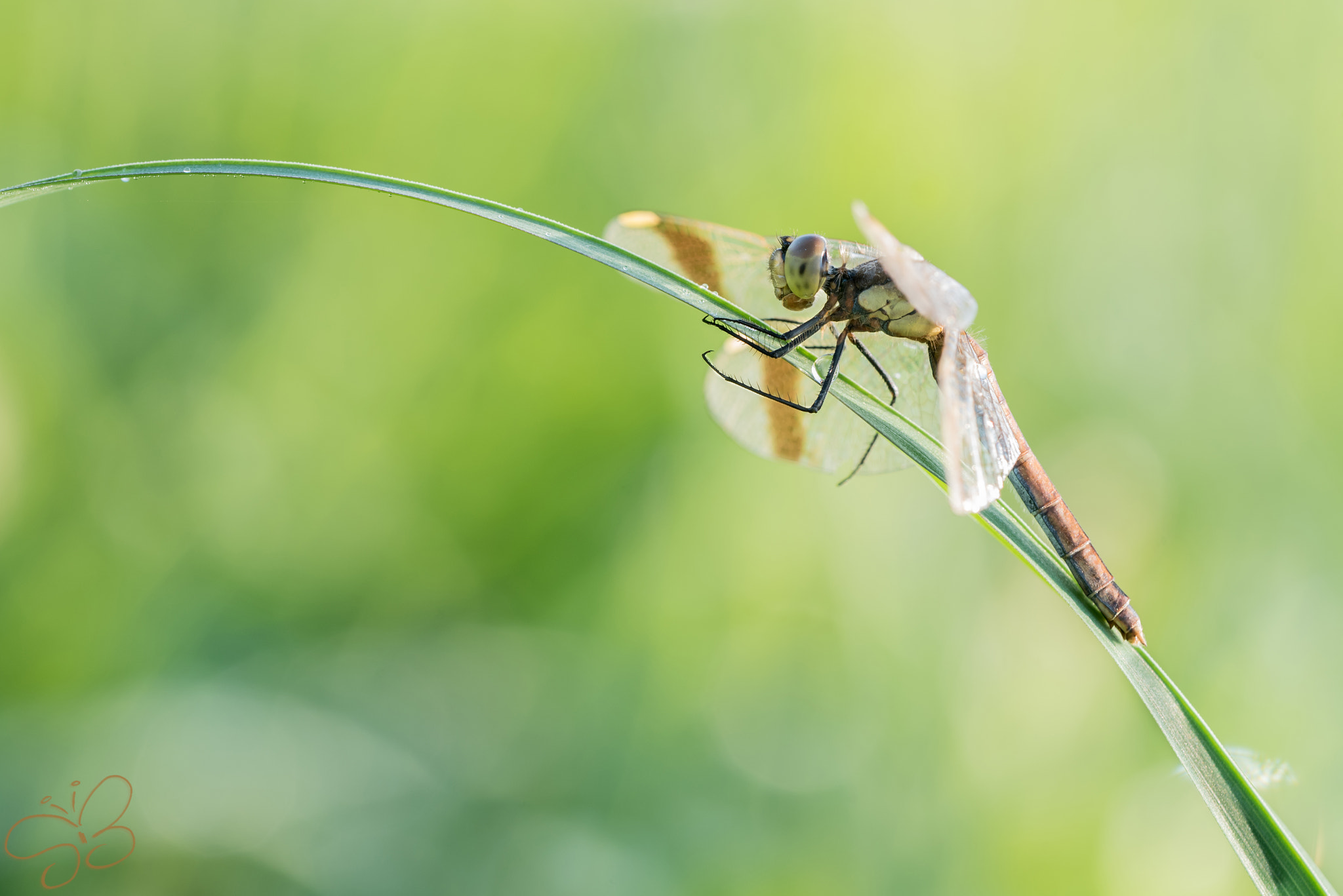 Sigma 150mm F2.8 EX DG OS Macro HSM sample photo. Sympetrum pedemontanum  photography