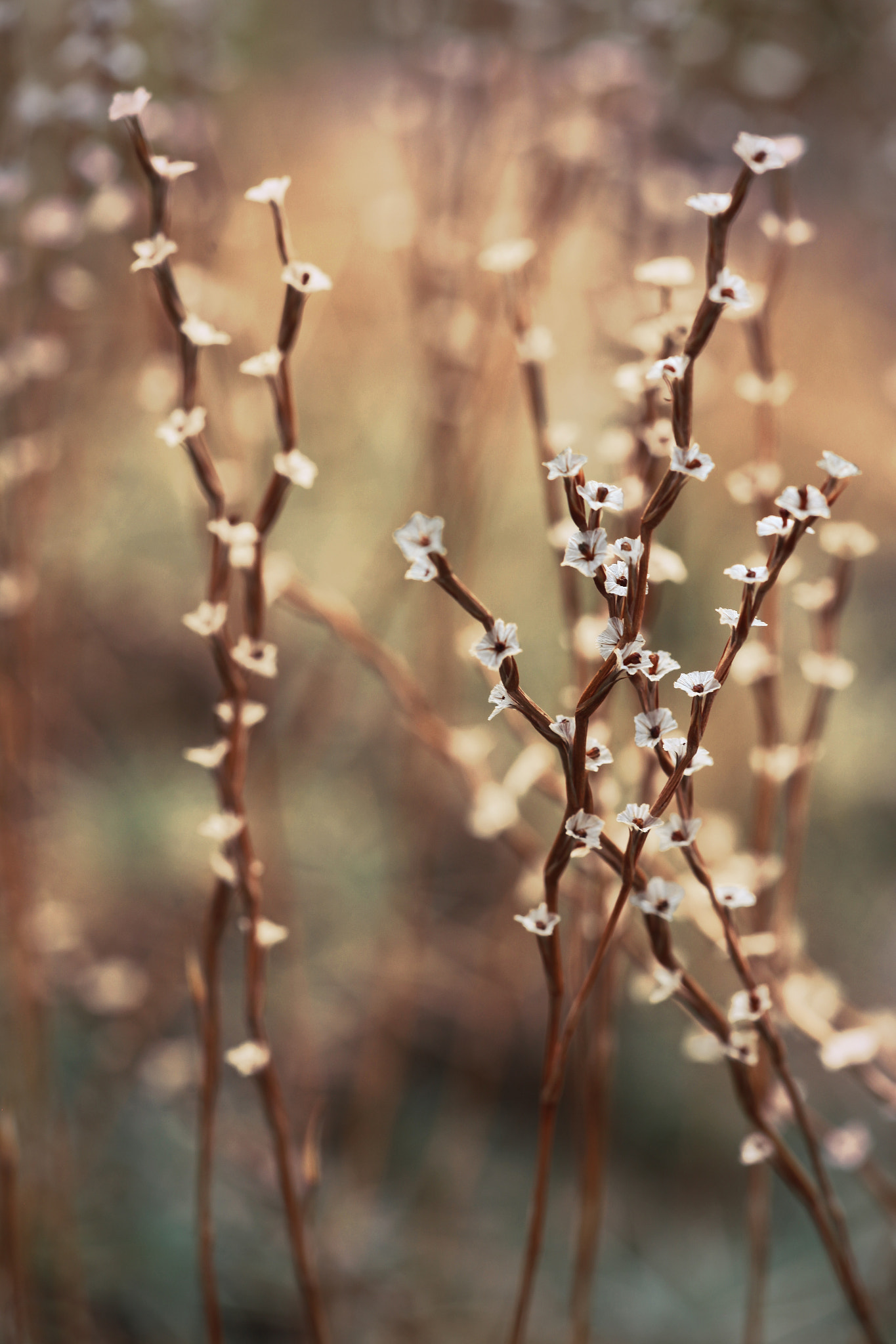 Sigma APO Macro 150mm f/2.8 EX DG HSM sample photo. Tenderly photography