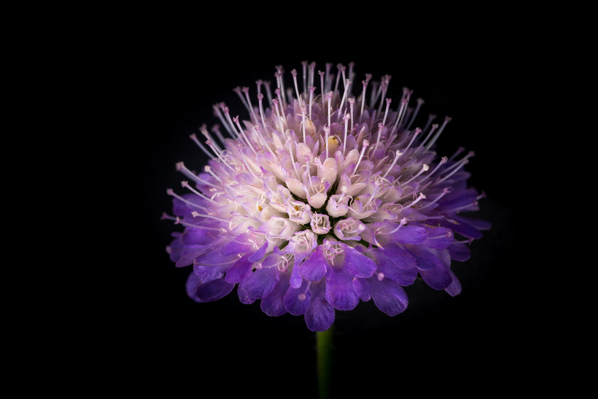 Canon EOS 6D + Canon EF 100mm F2.8L Macro IS USM sample photo. Flower365 photography