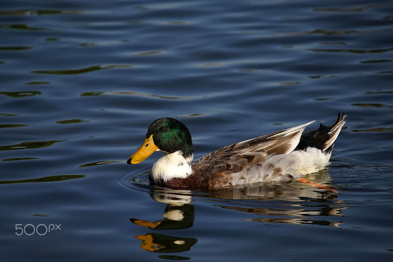 Minolta AF 300mm F2.8 HS-APO G sample photo. Duck photography