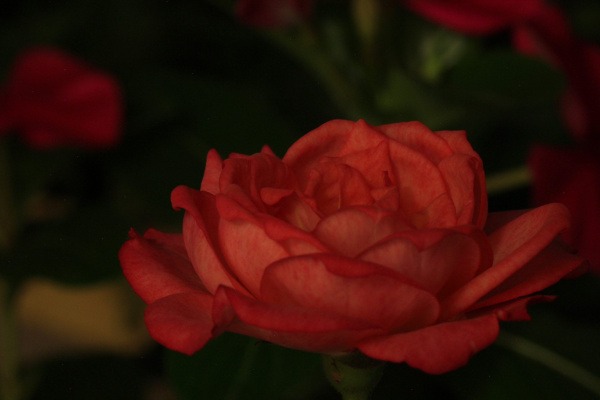 Canon EOS 550D (EOS Rebel T2i / EOS Kiss X4) sample photo. Rose photography