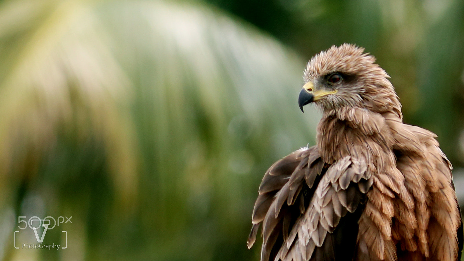 Canon EOS 750D (EOS Rebel T6i / EOS Kiss X8i) sample photo. Eagle eye photography