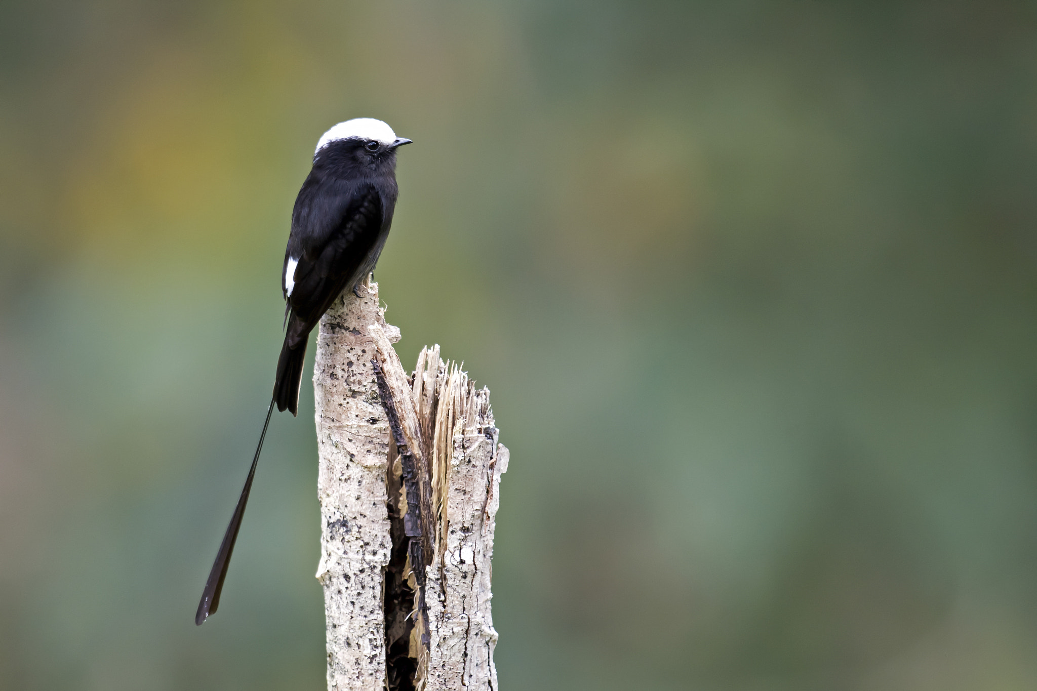 Nikon AF-S Nikkor 800mm F5.6E FL ED VR sample photo. Long-tailed tyrant photography