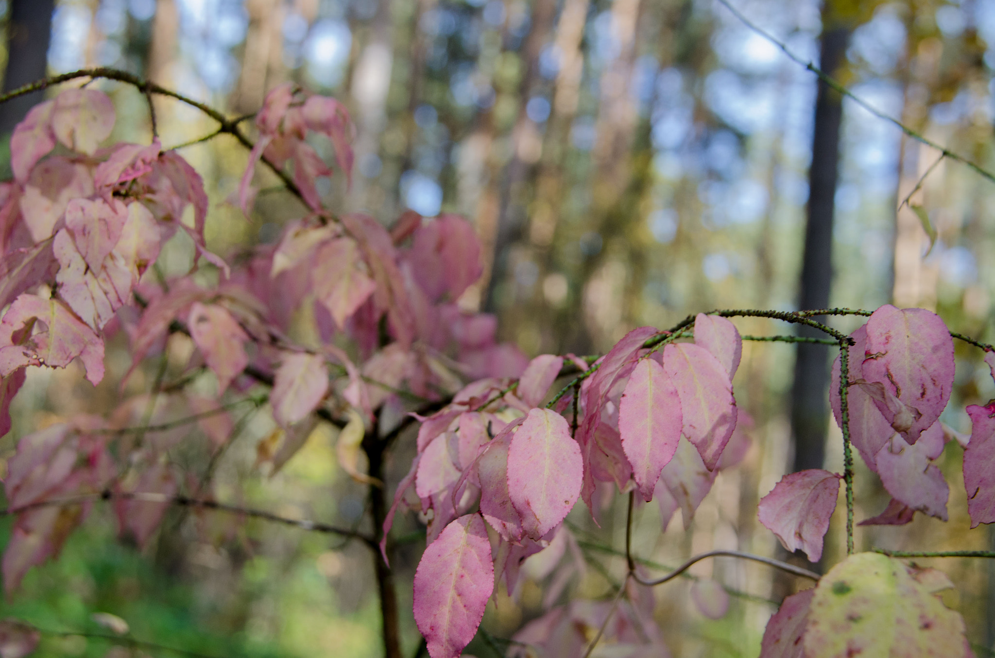 Nikon D5100 + Sigma 18-200mm F3.5-6.3 DC OS HSM sample photo. Pink photography