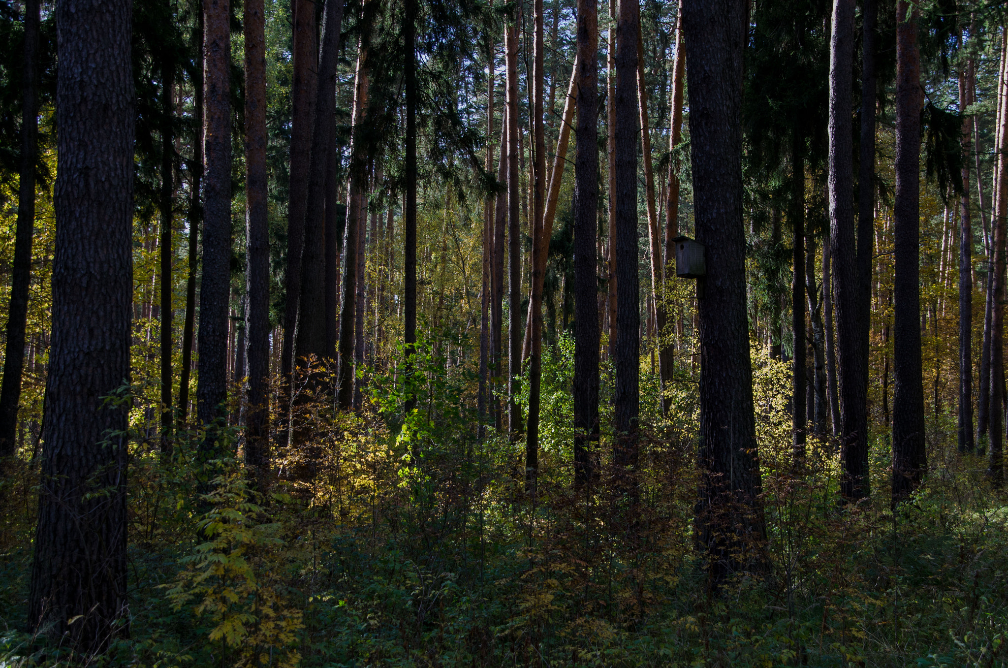 Sigma 18-200mm F3.5-6.3 DC OS HSM sample photo. Sk photography