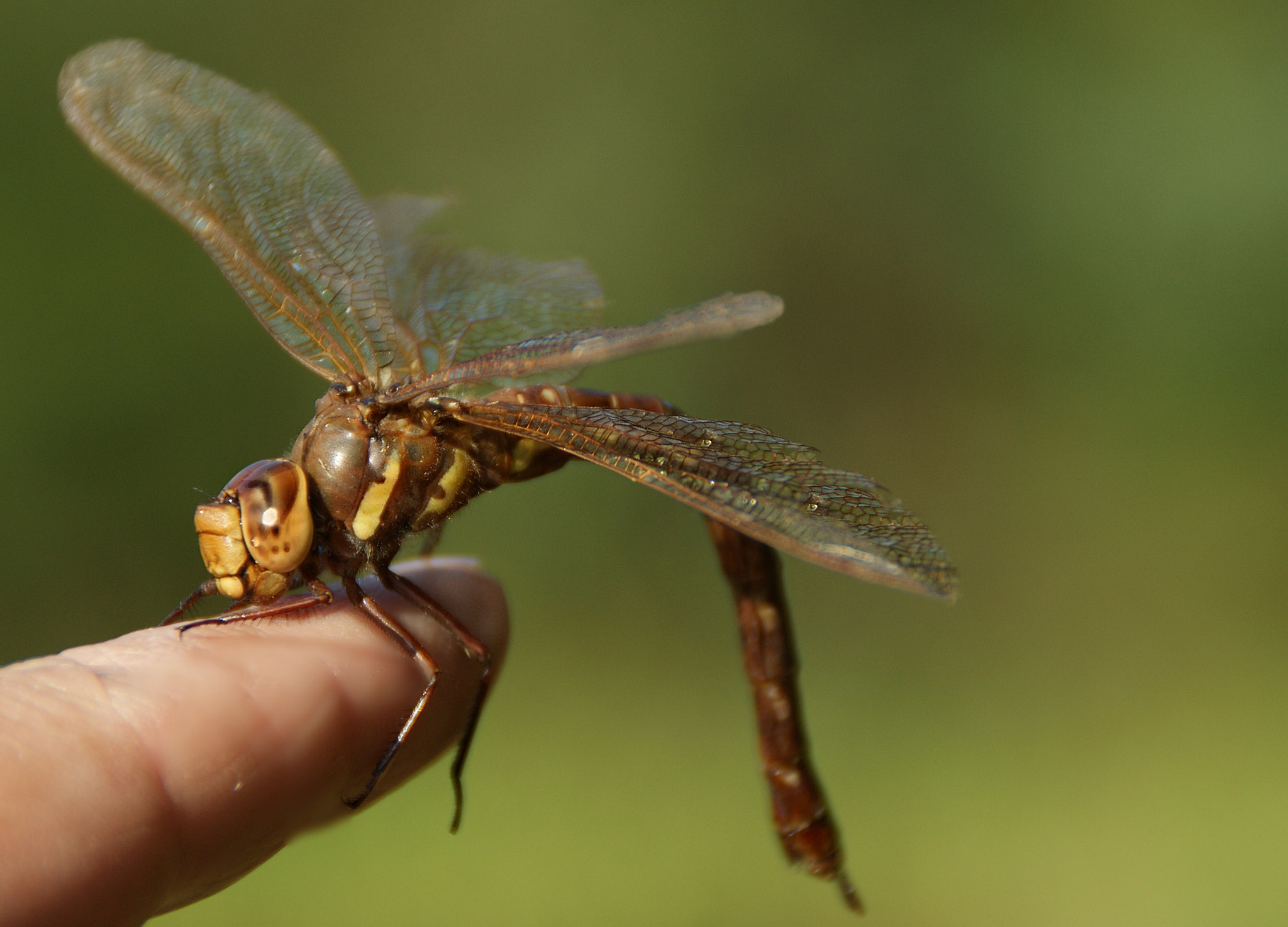Sony Alpha DSLR-A290 sample photo