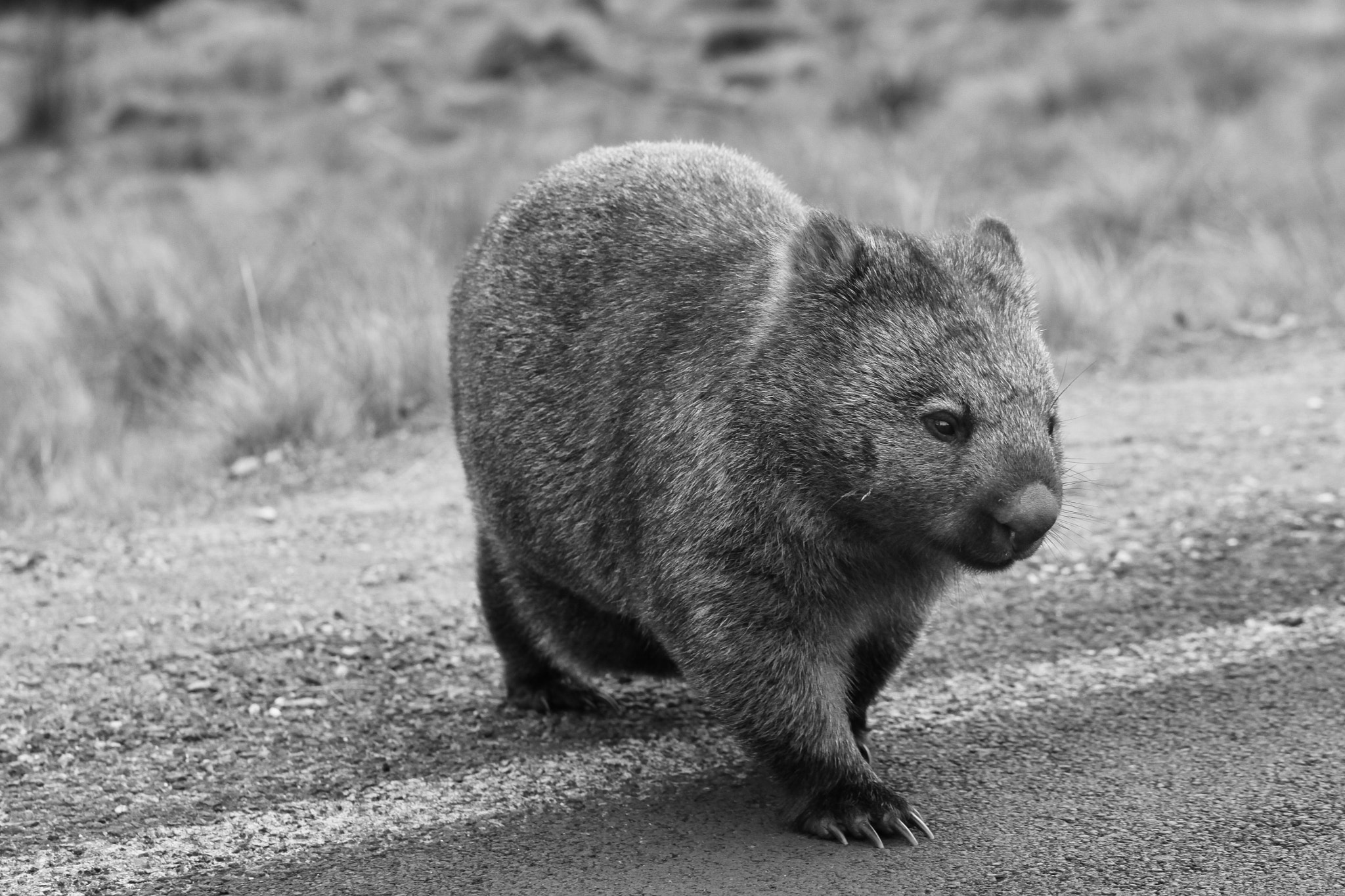Canon EF 100mm F2.8L Macro IS USM sample photo. Crossroad of a female wombat photography