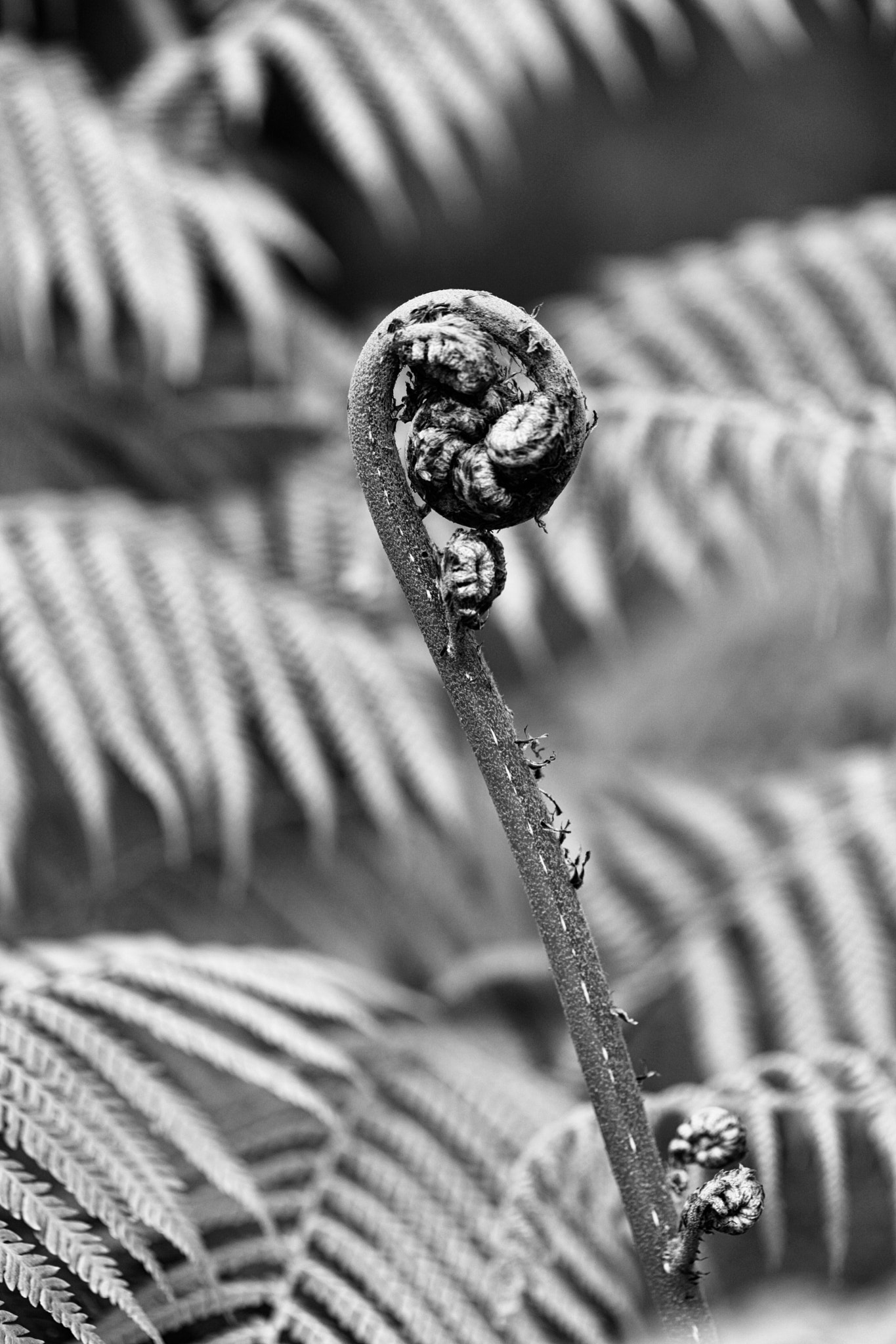 Canon EF 100mm F2.8L Macro IS USM sample photo. A fern tree, somewhere in new south wales photography