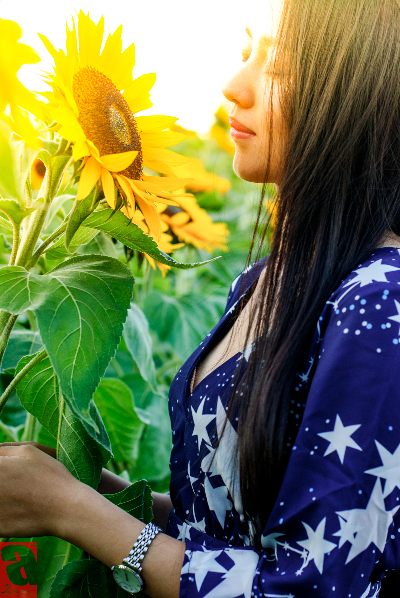 Nikon D200 + Nikon AF Nikkor 50mm F1.4D sample photo. Sunflower photography