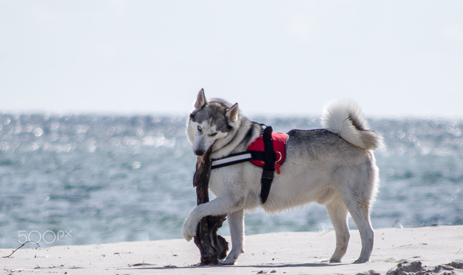 Pentax K-x sample photo. Malamute dog photography