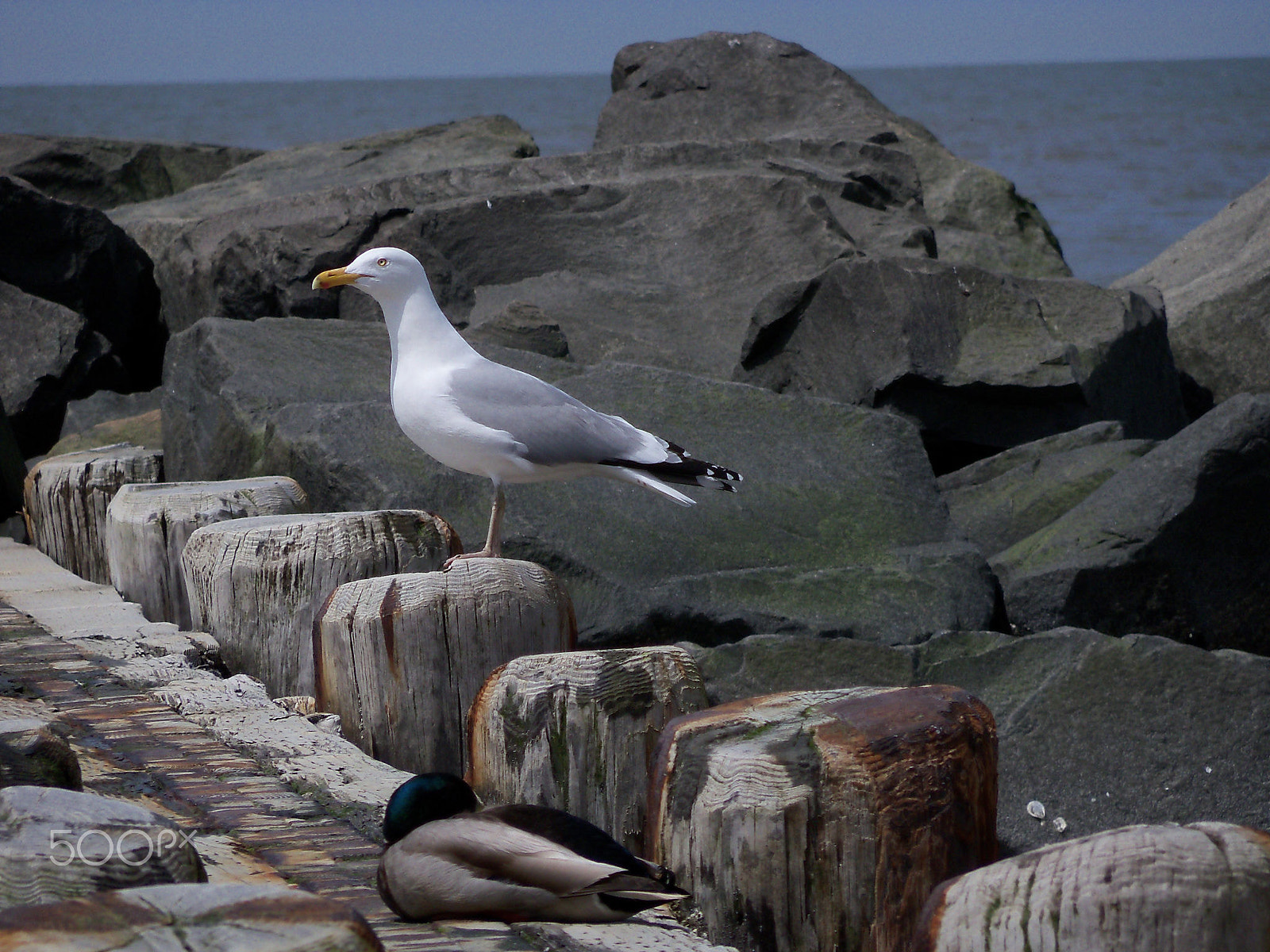 Kodak EasyShare Z915 sample photo. Southern new jersey, usa photography