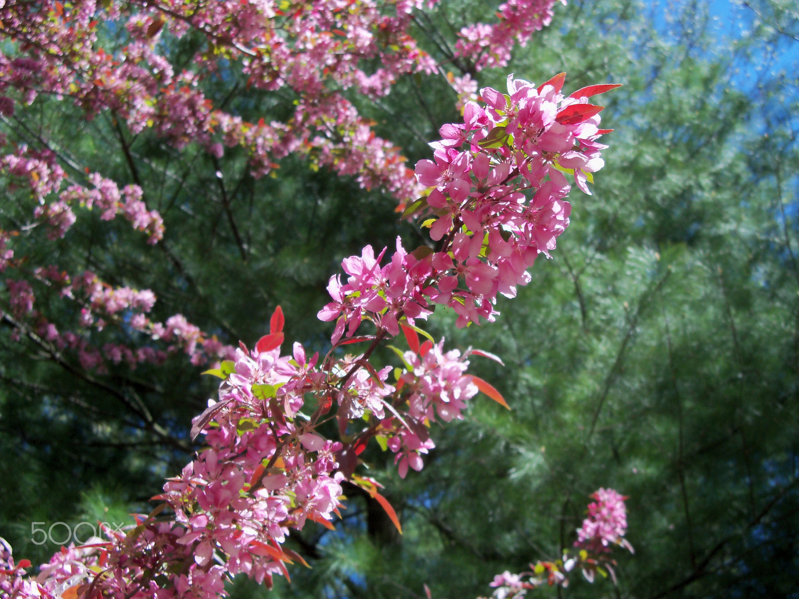 Kodak EasyShare Z915 sample photo. Southern new jersey, usa photography