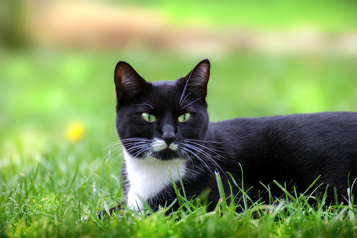 Tamron SP 35mm F1.8 Di VC USD sample photo. Cat portrait hummel photography